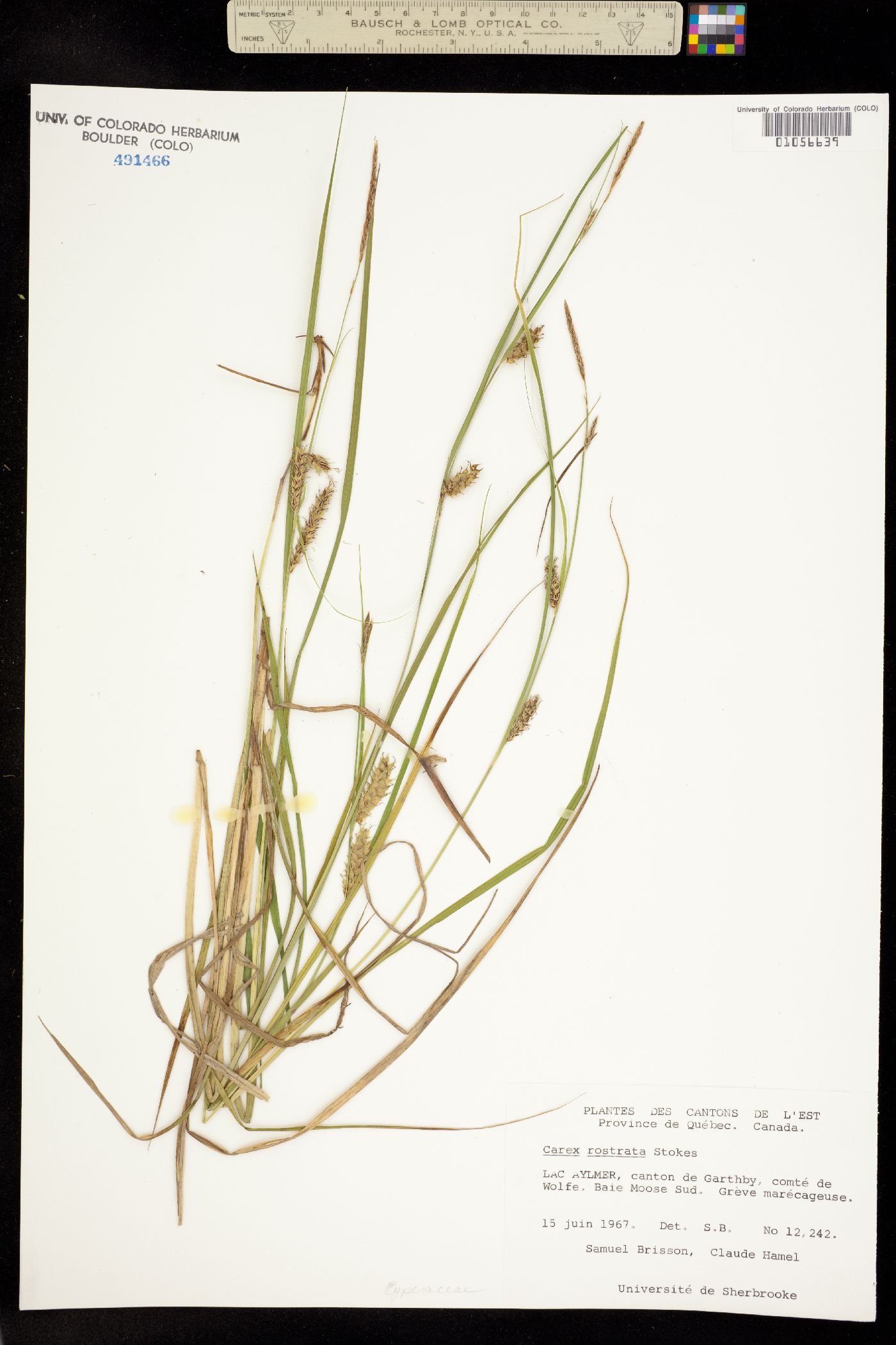 Carex rostrata image