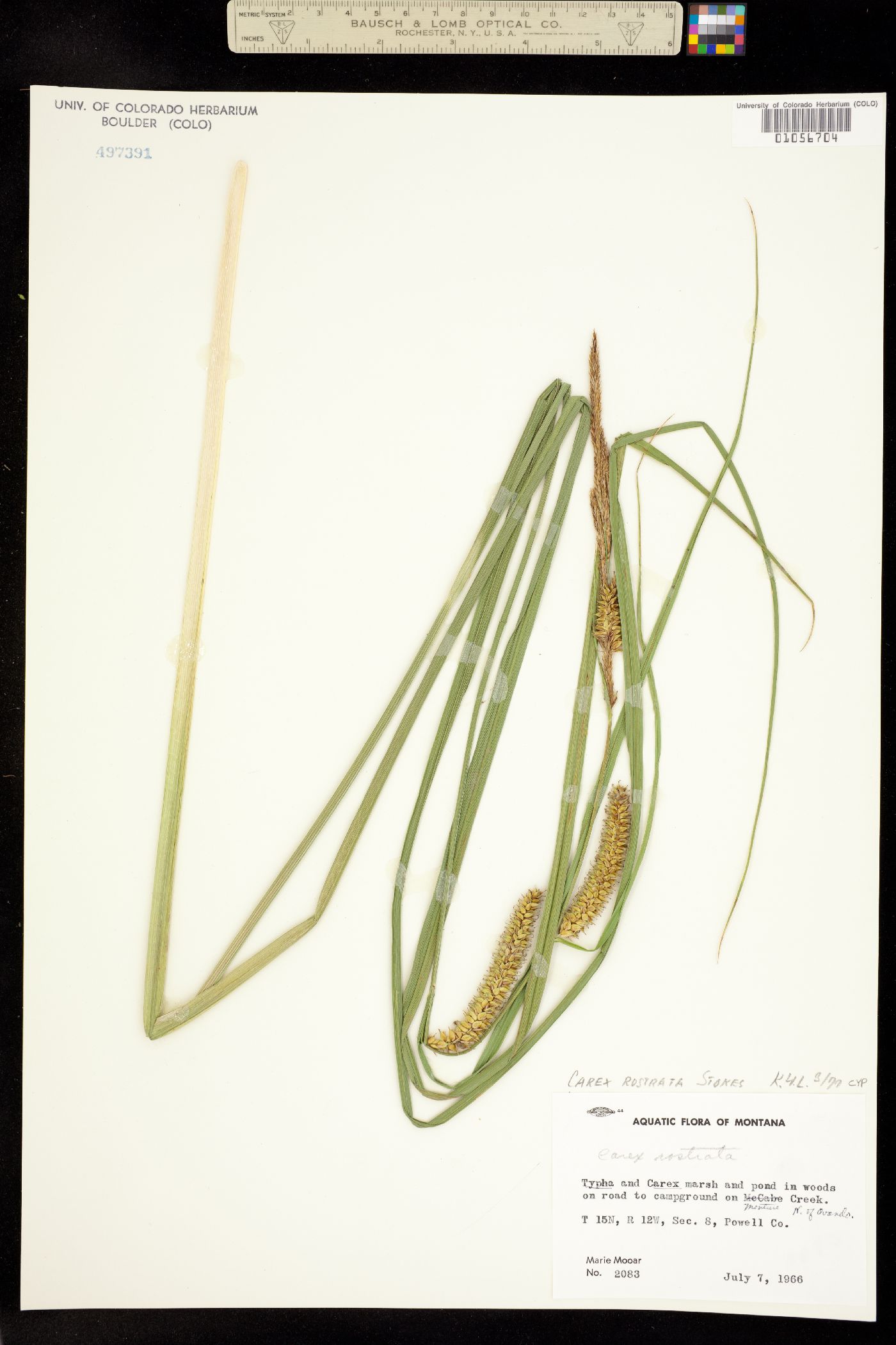Carex rostrata image