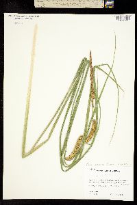 Carex rostrata image