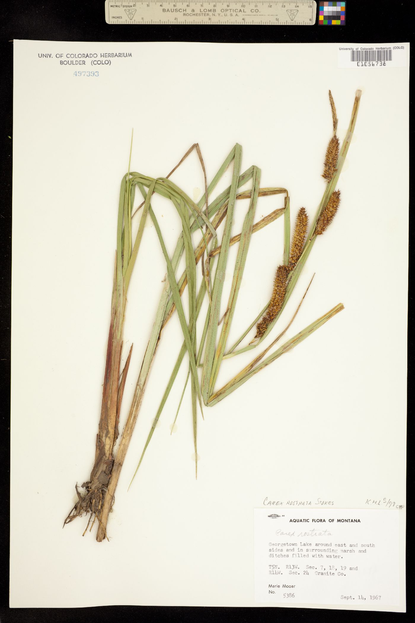 Carex rostrata image