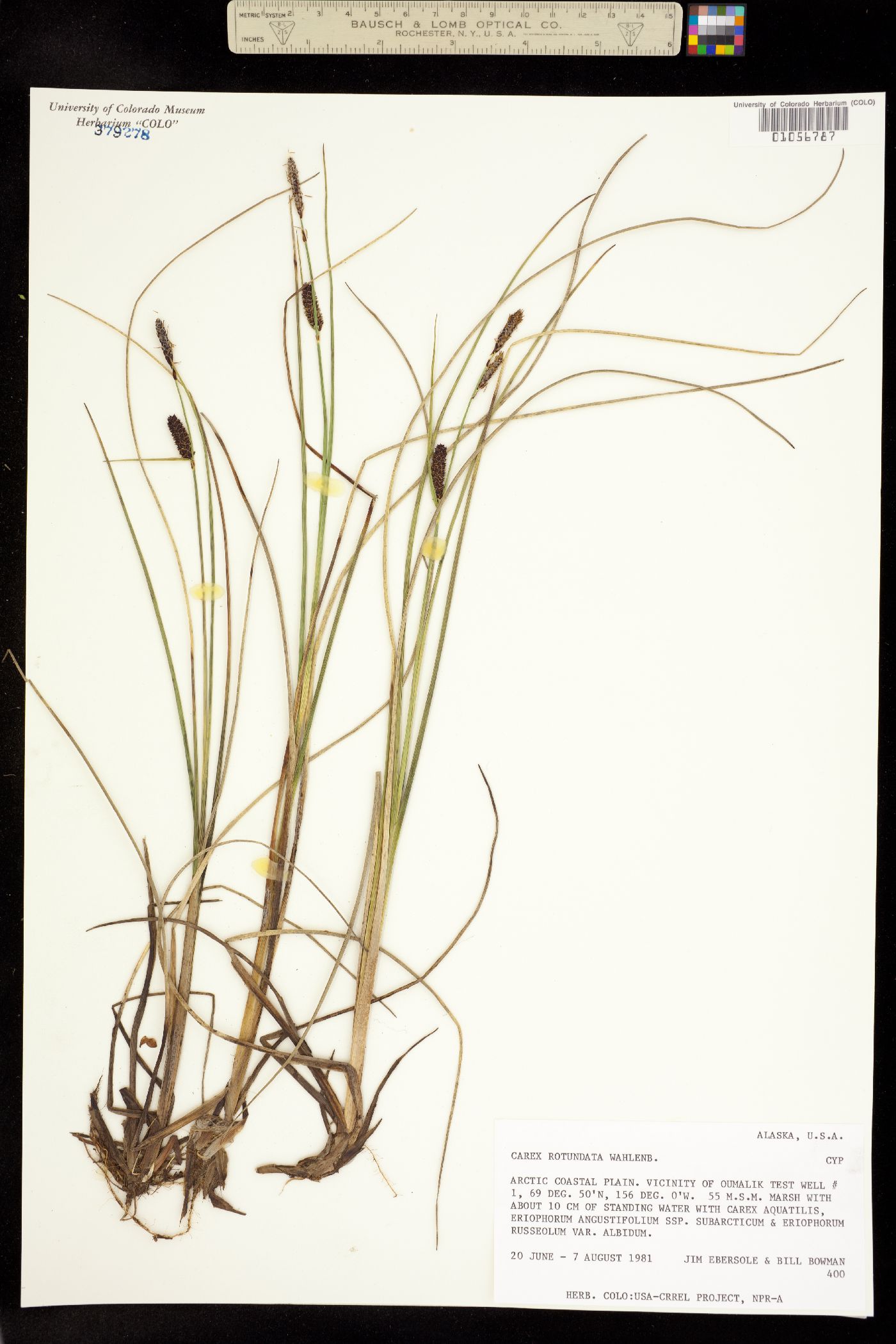 Carex rotundata image
