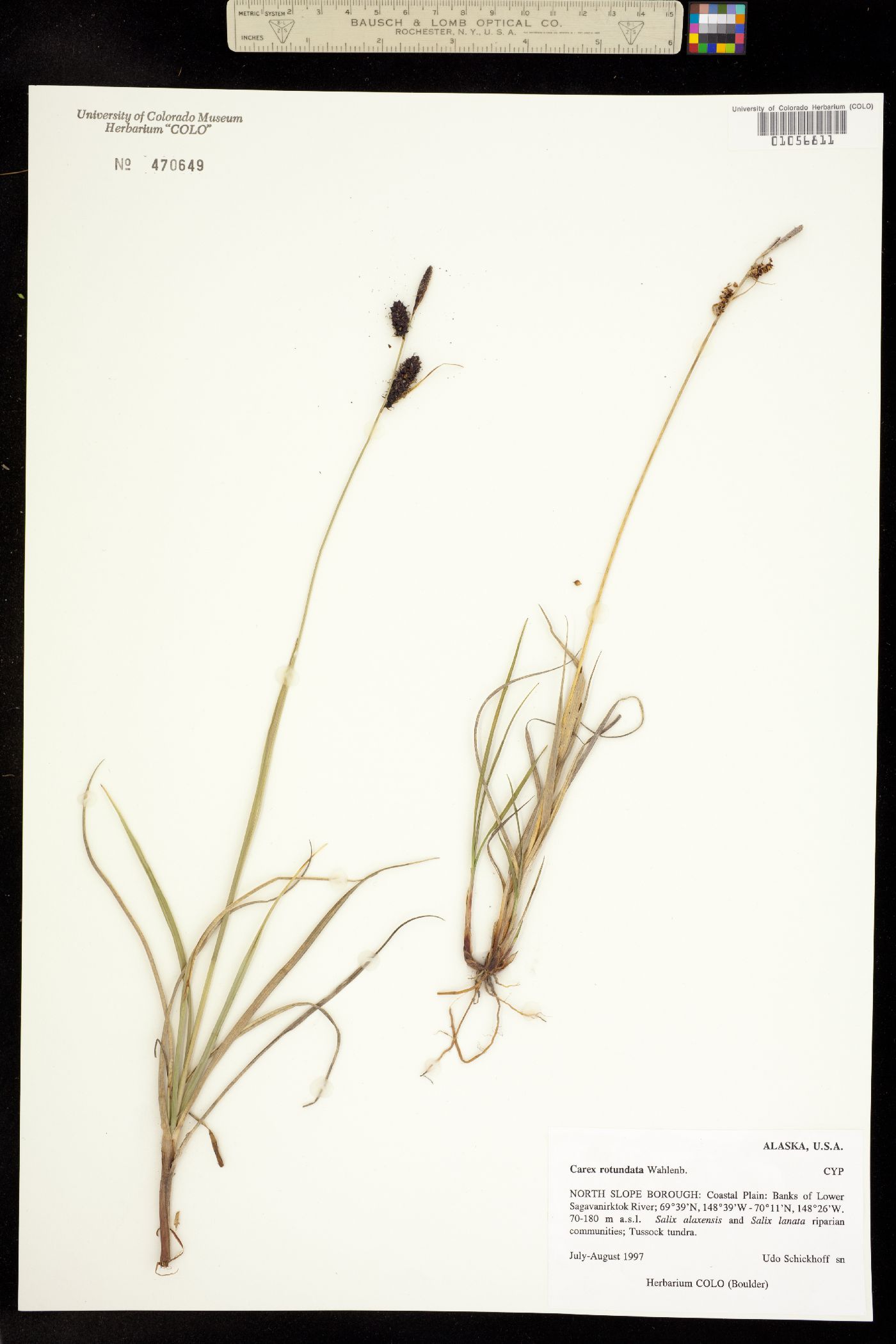 Carex rotundata image
