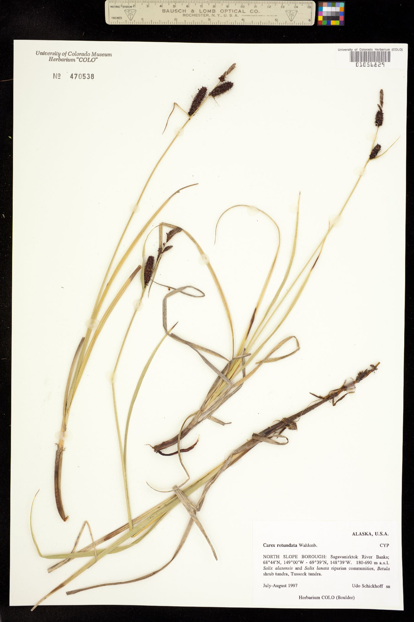 Carex rotundata image