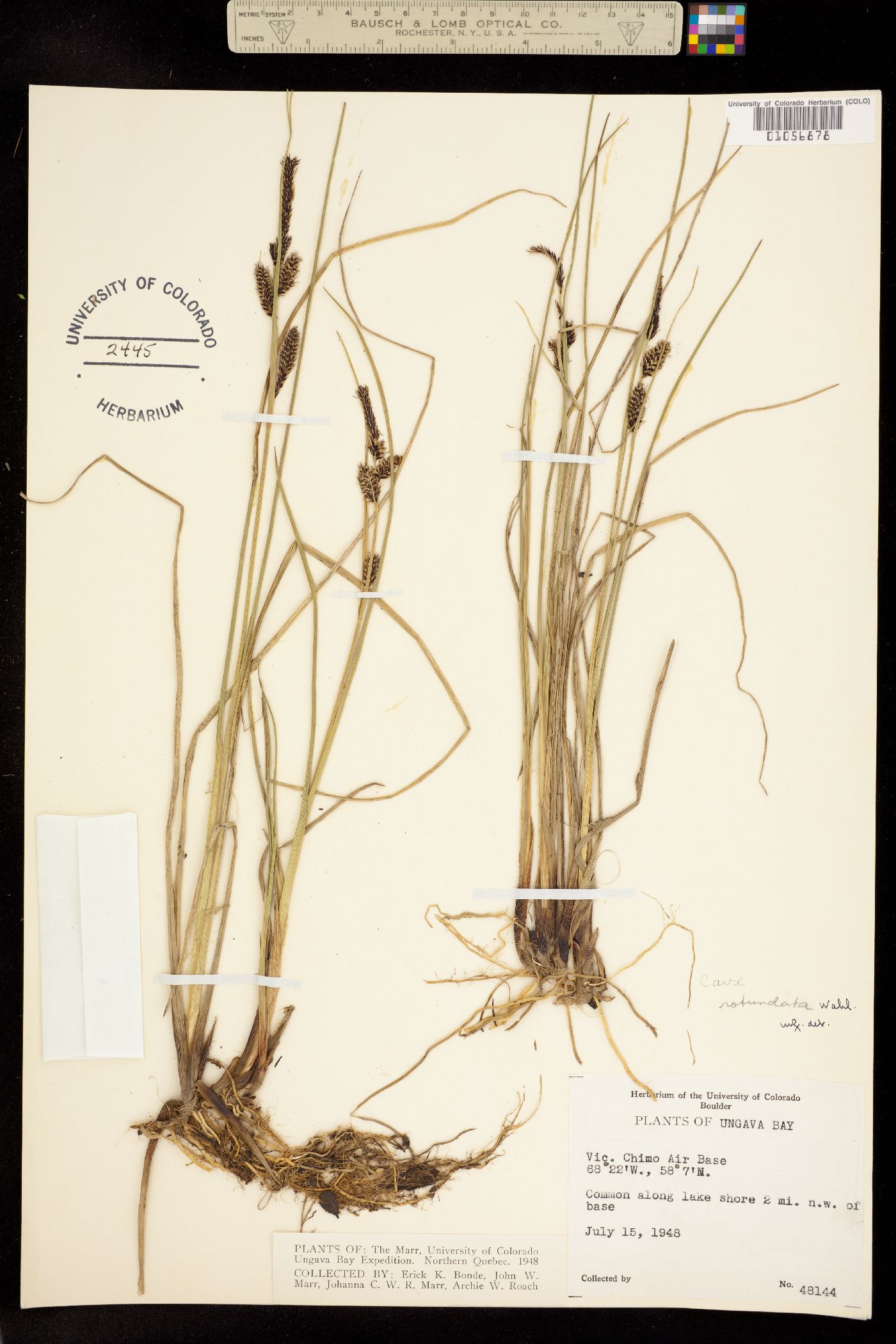 Carex rotundata image