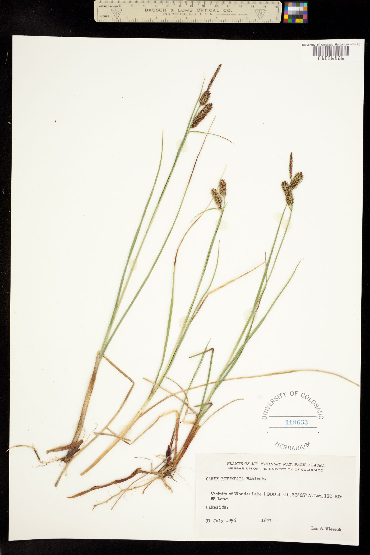 Carex rotundata image