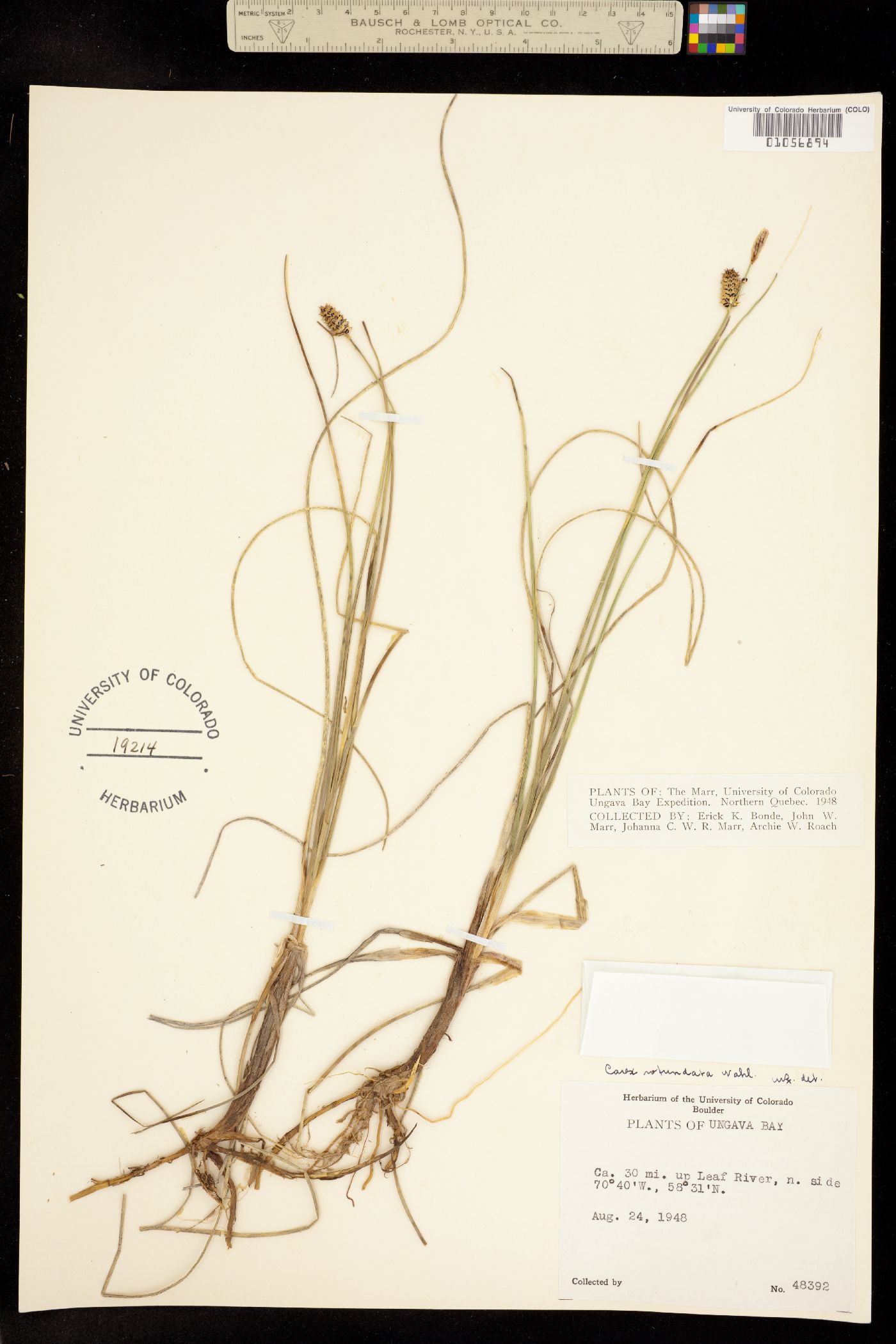 Carex rotundata image