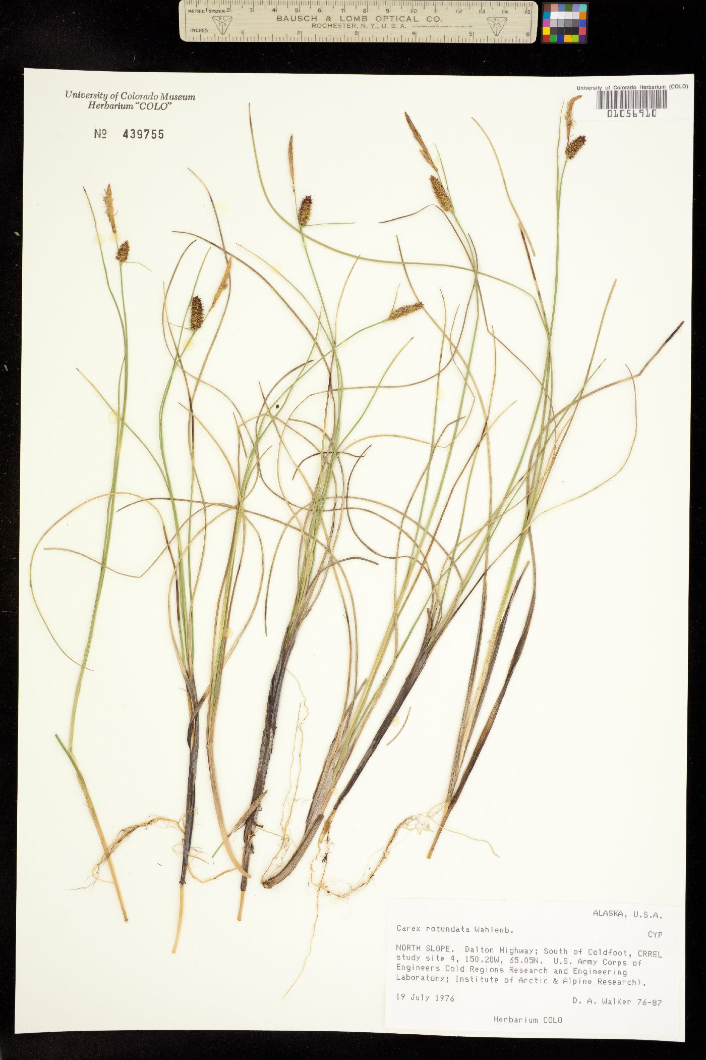 Carex rotundata image