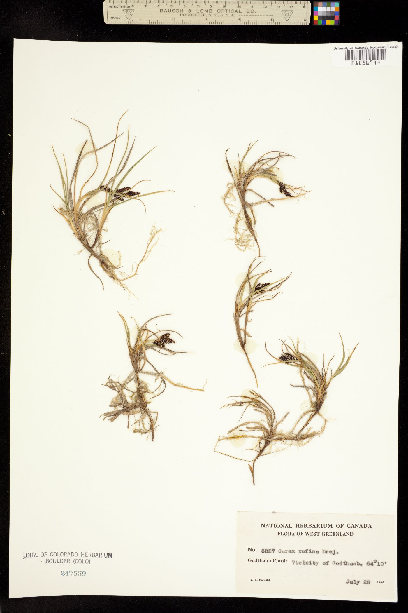 Carex rufina image