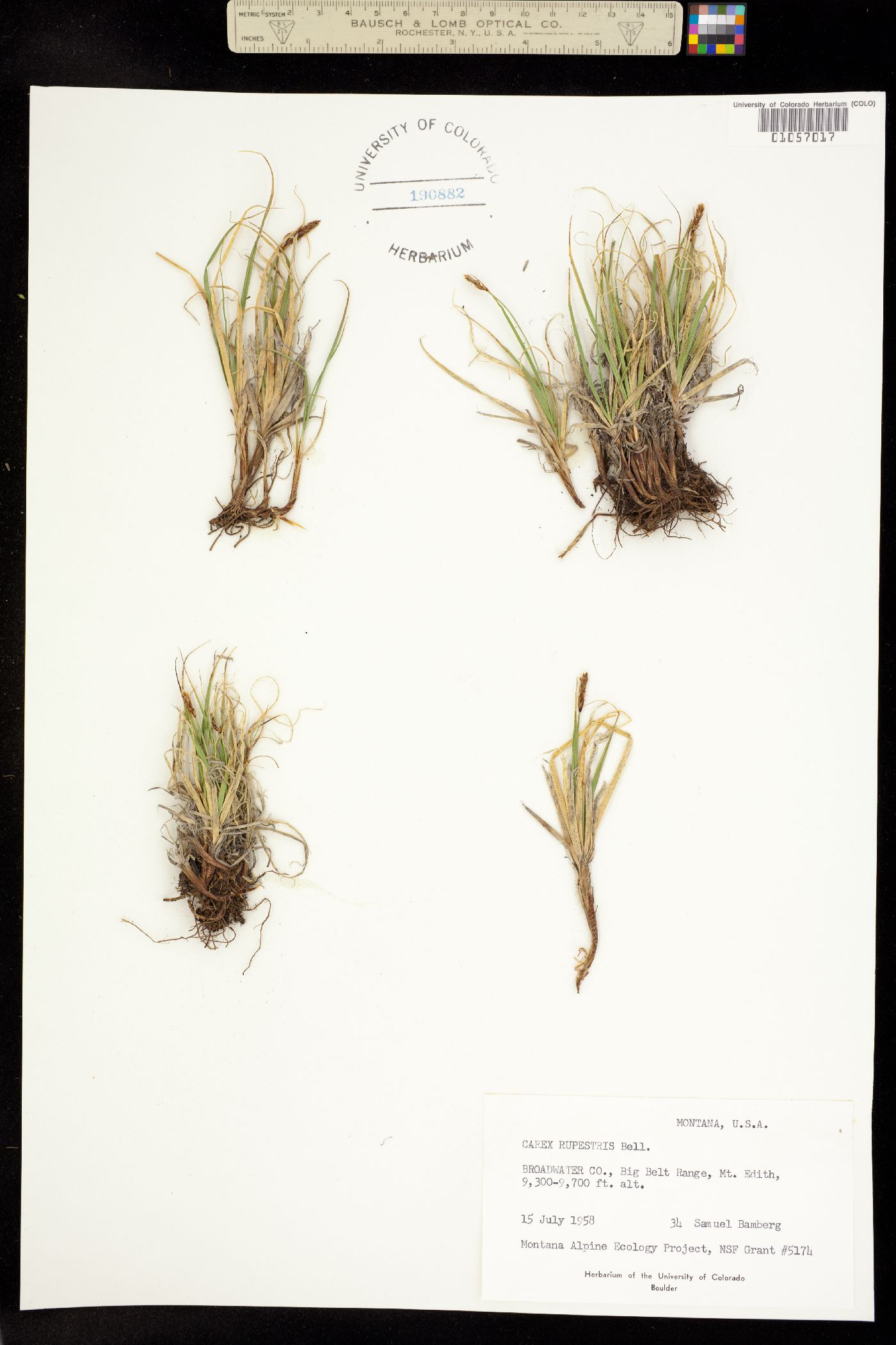 Carex rupestris image