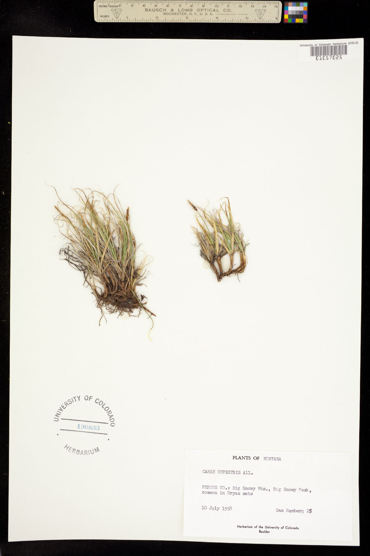 Carex rupestris image