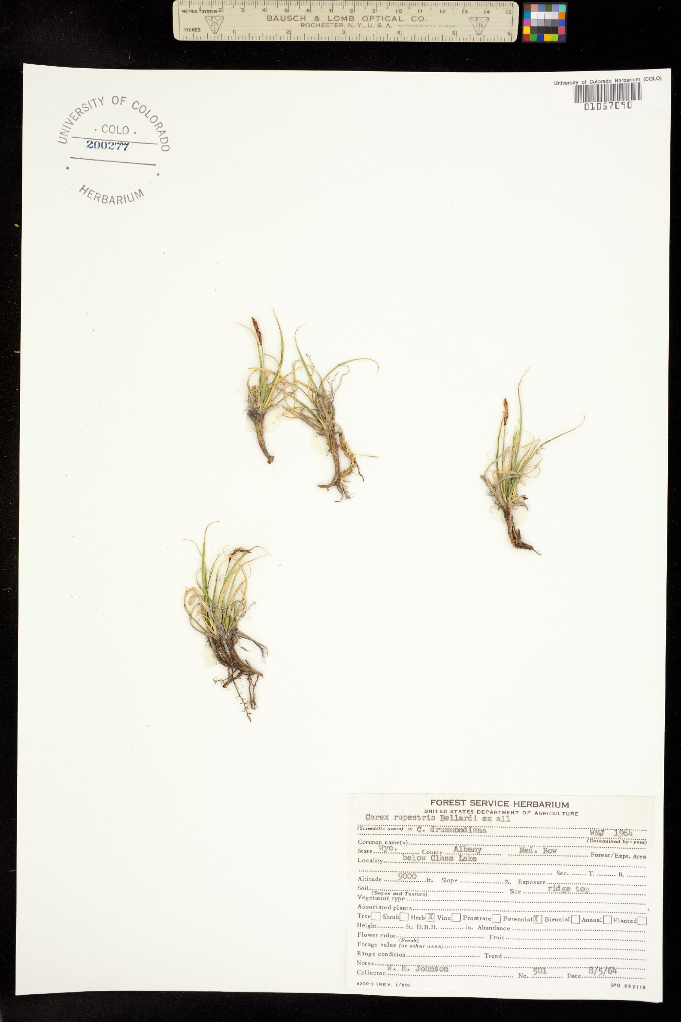 Carex rupestris image