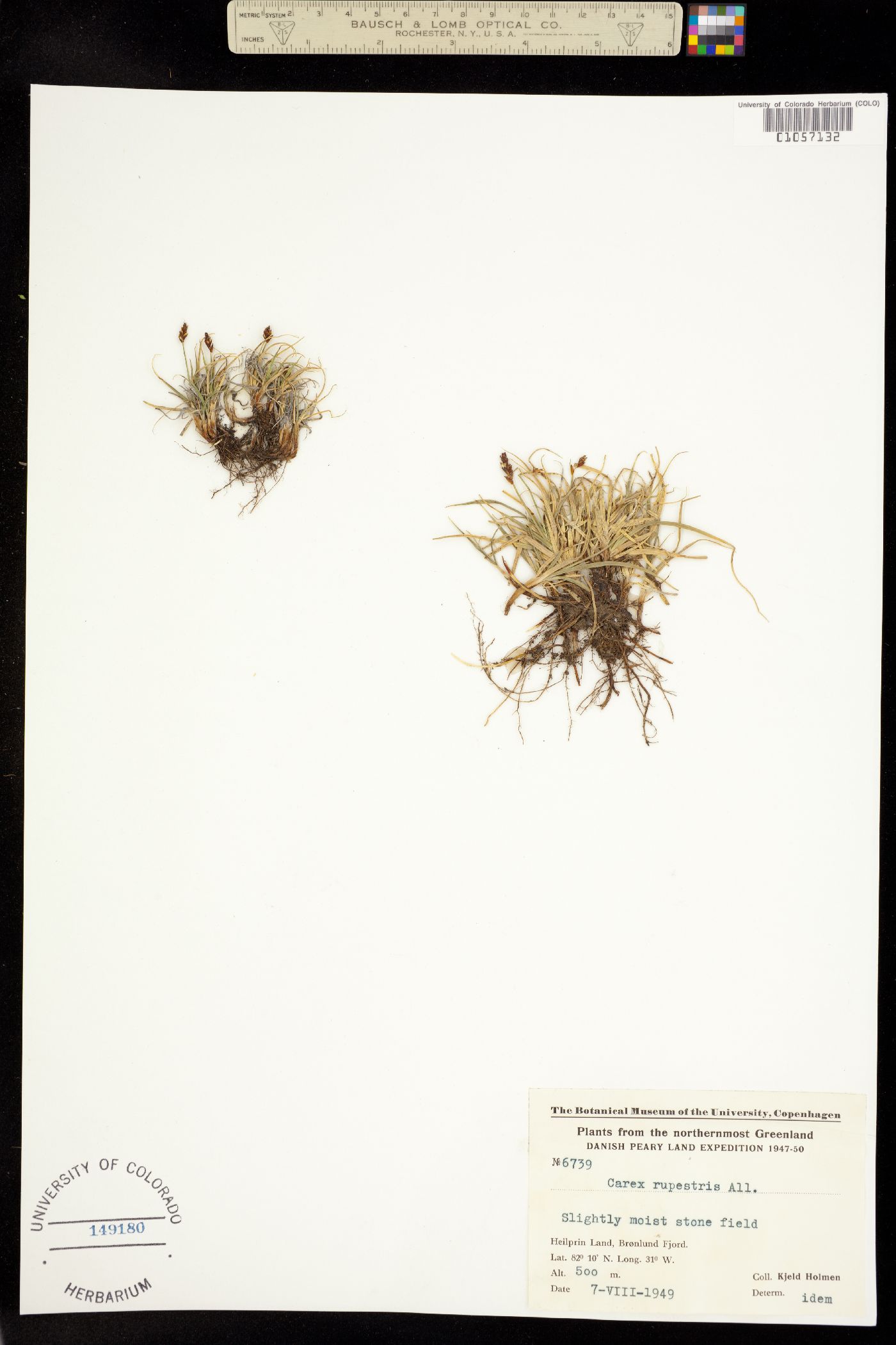 Carex rupestris image