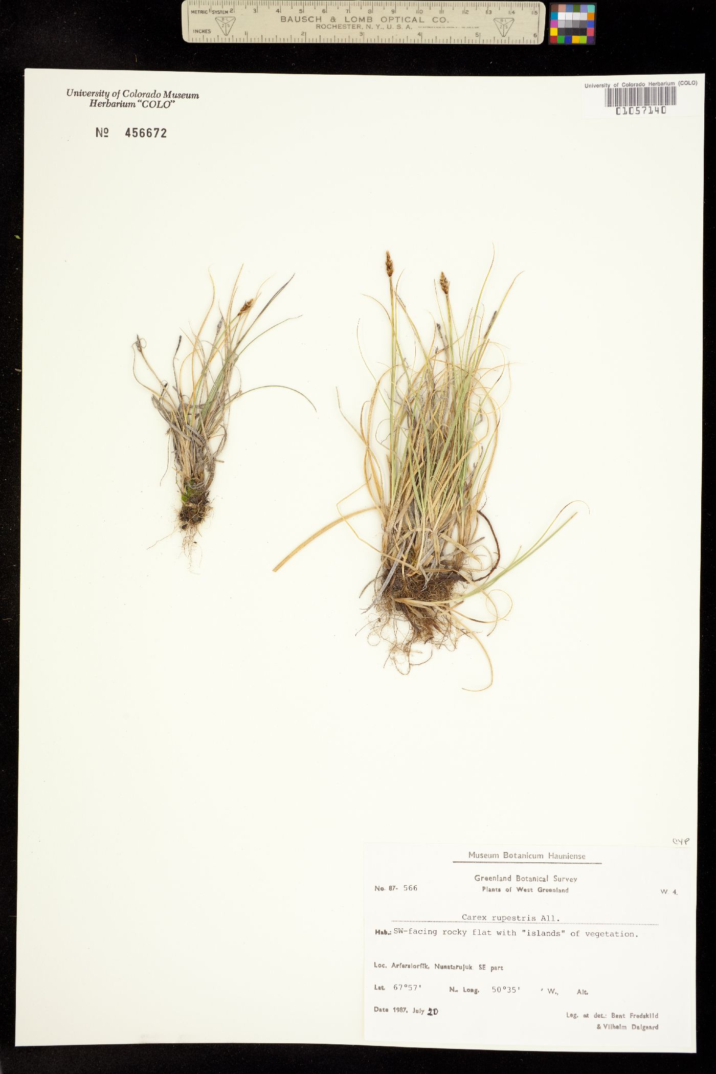 Carex rupestris image