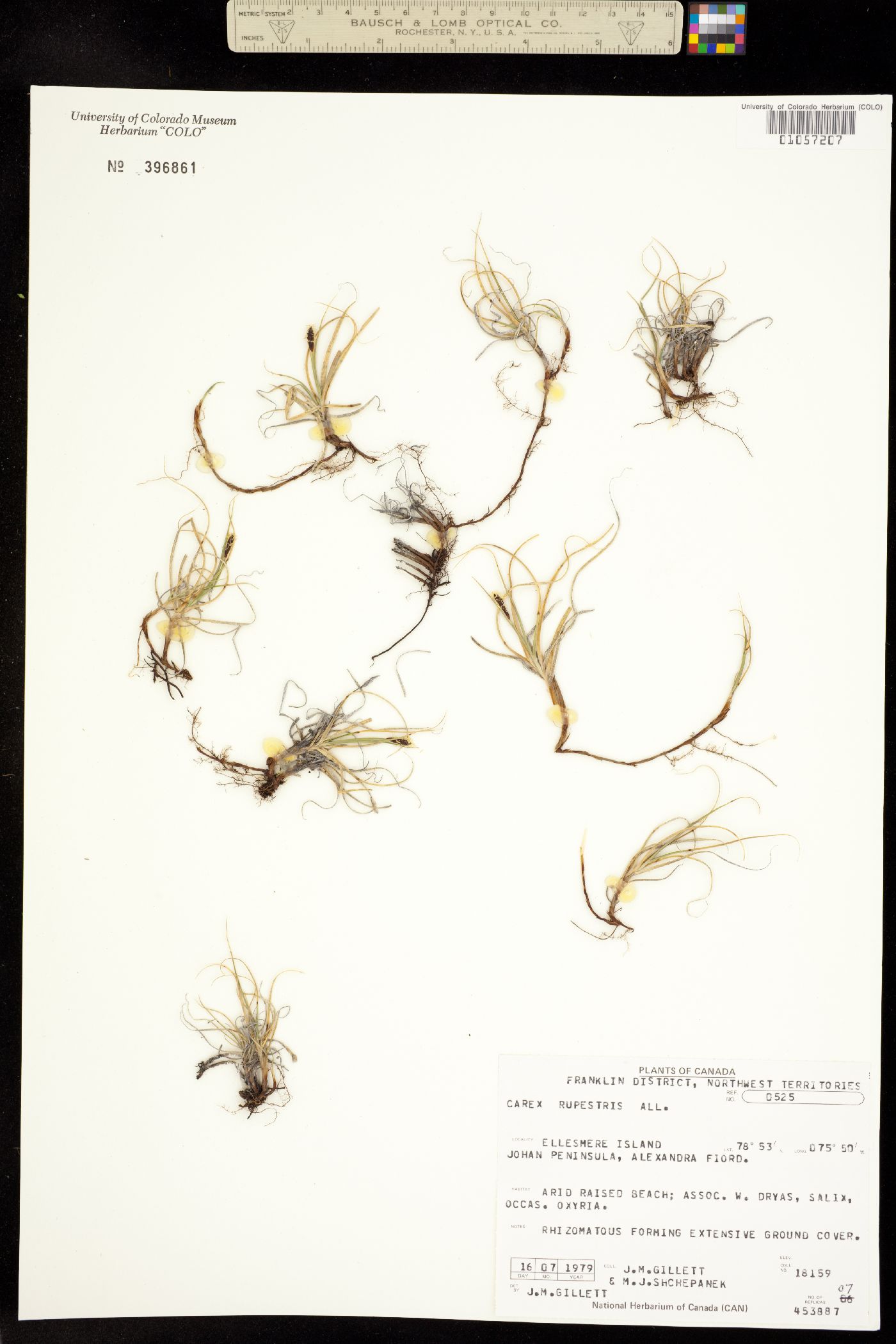 Carex rupestris image