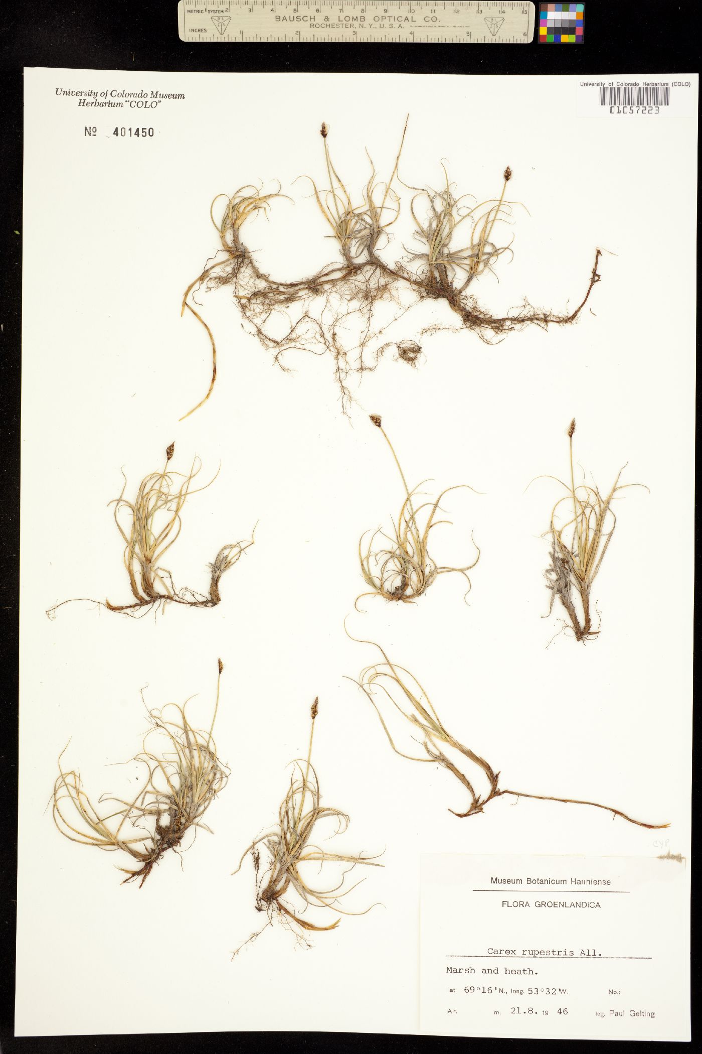 Carex rupestris image