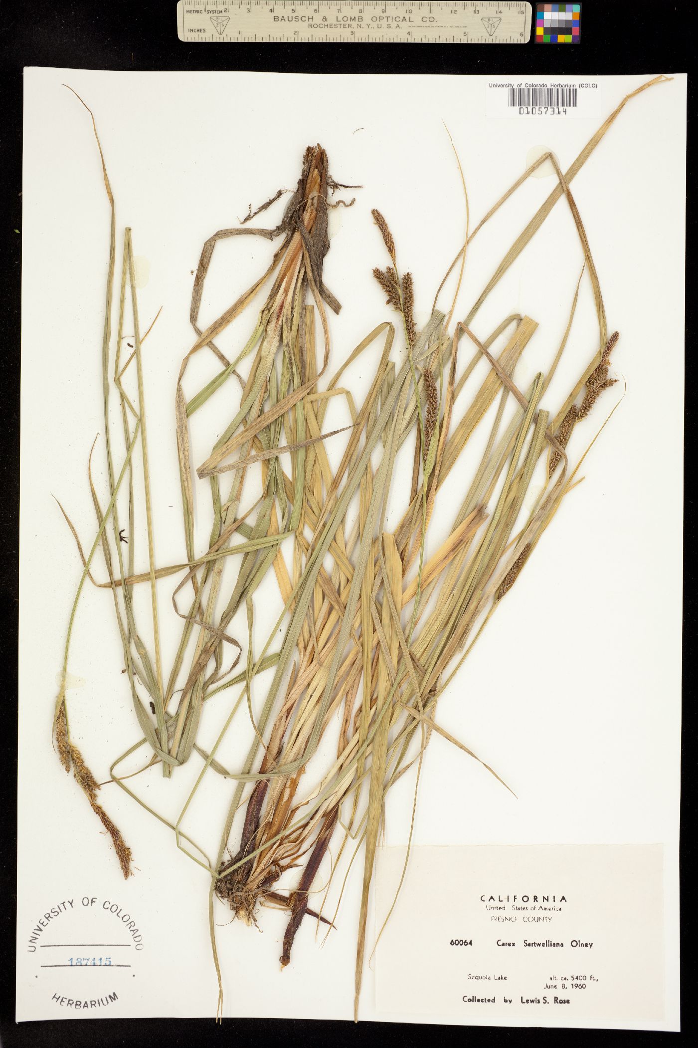 Carex sartwelliana image