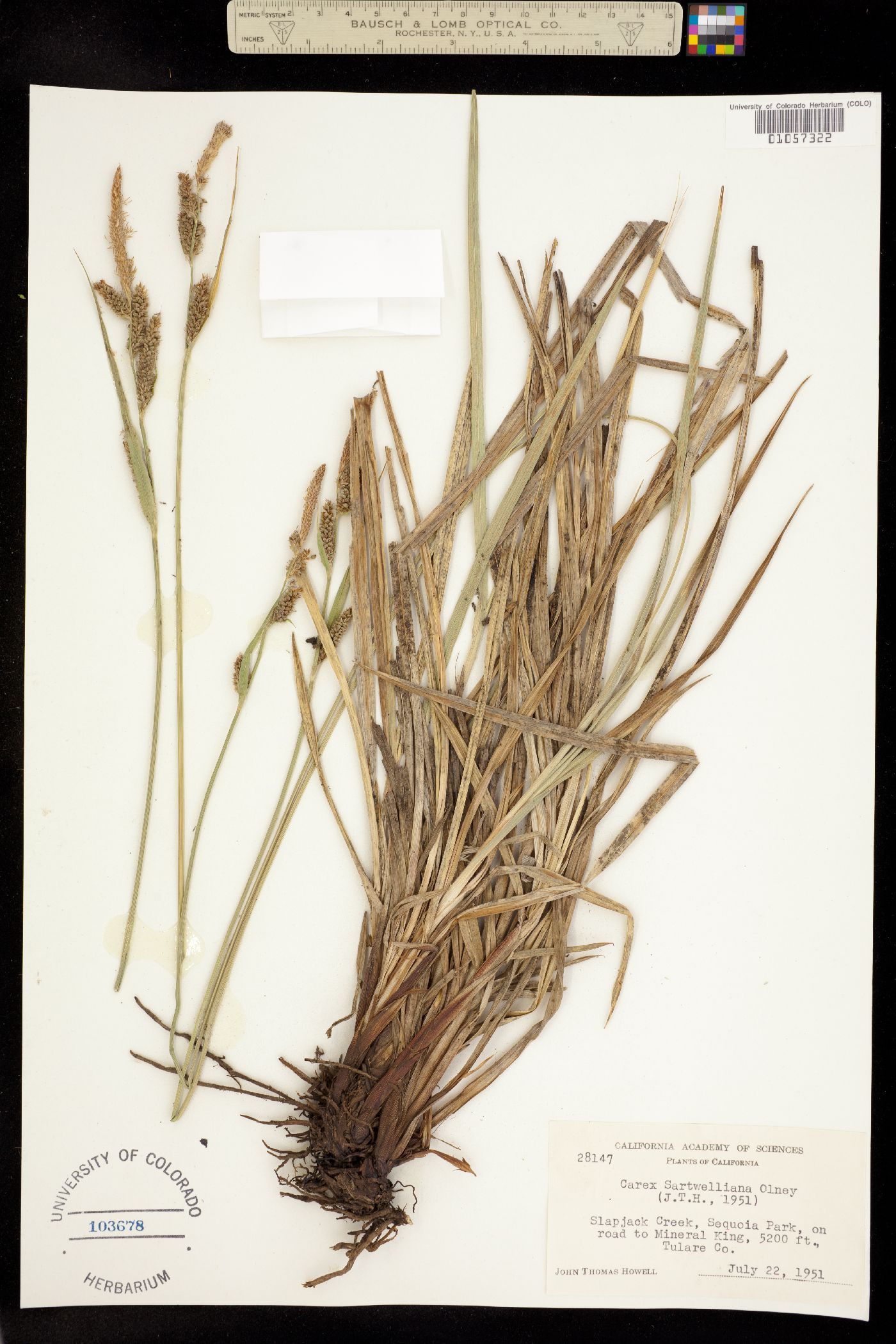 Carex sartwelliana image