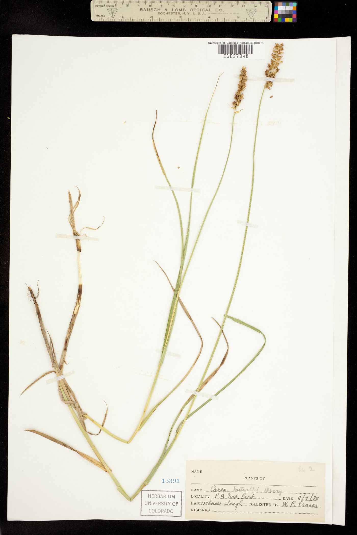 Carex sartwellii image