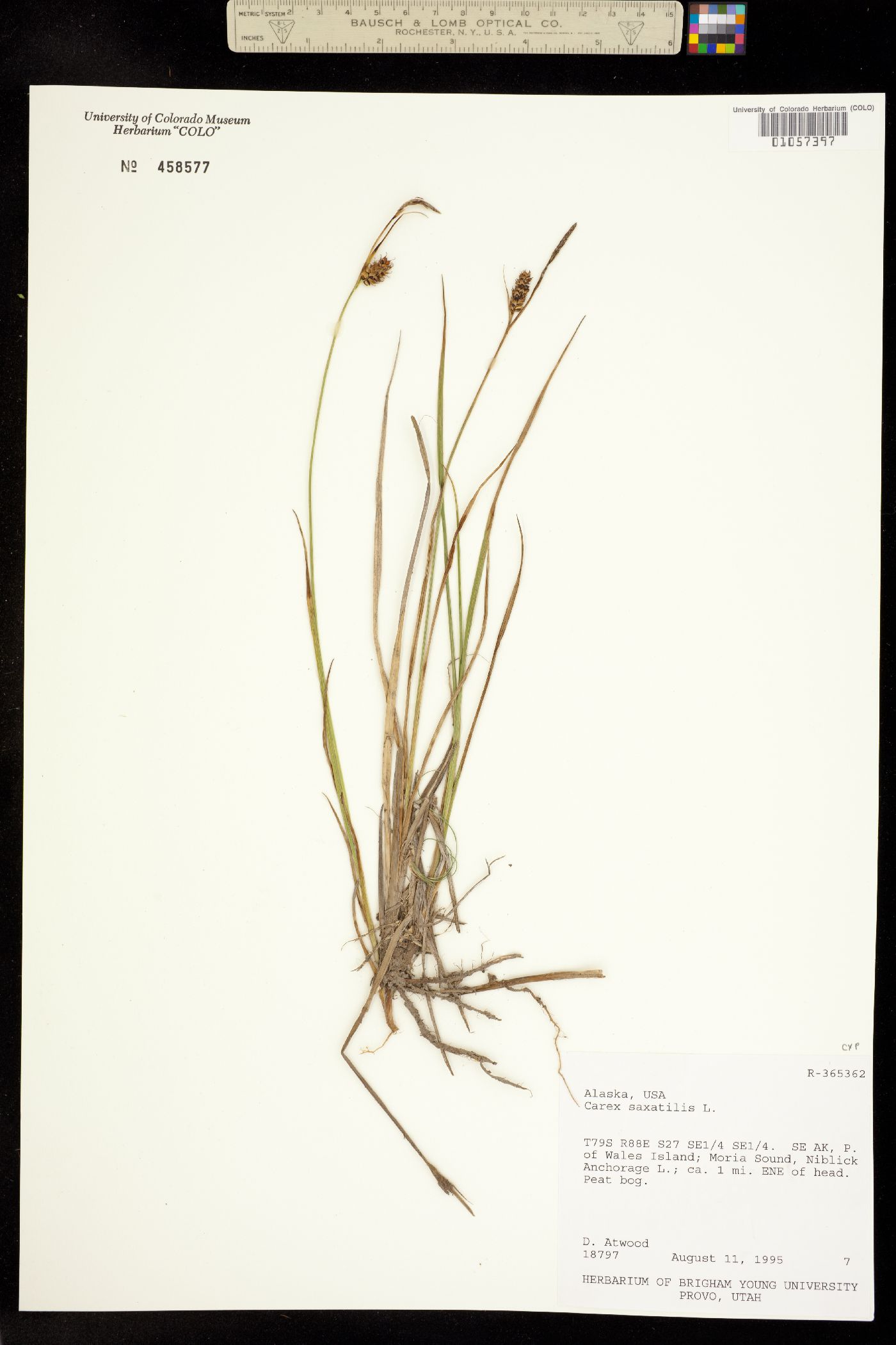 Carex saxatilis image