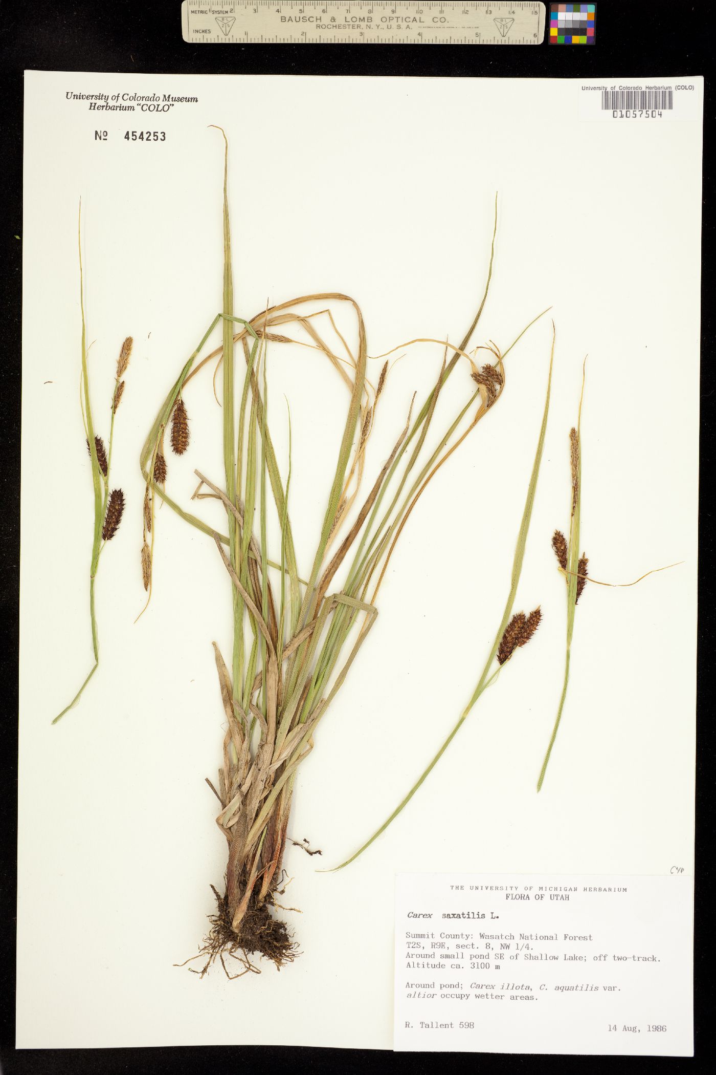 Carex saxatilis image