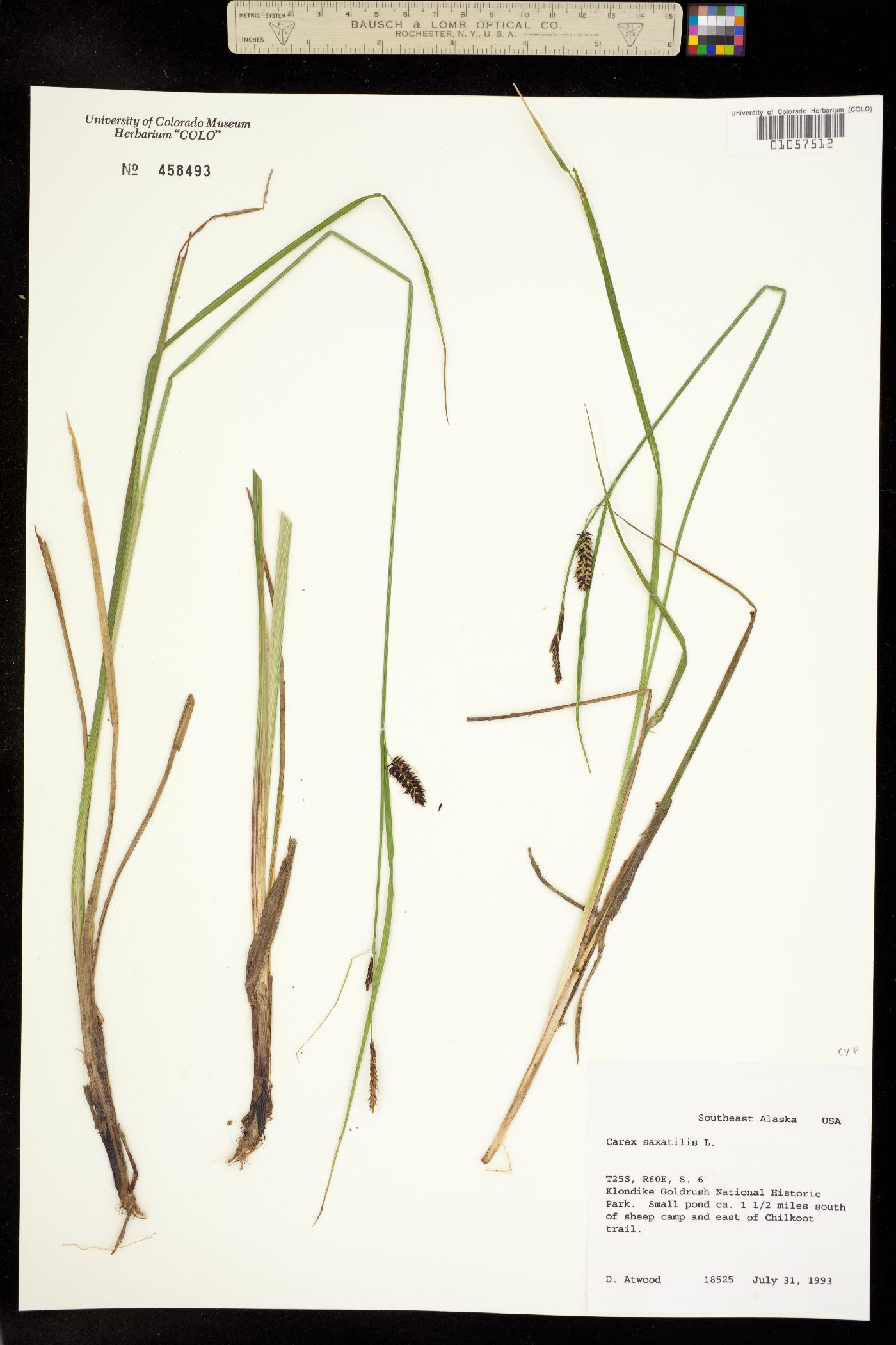 Carex saxatilis image
