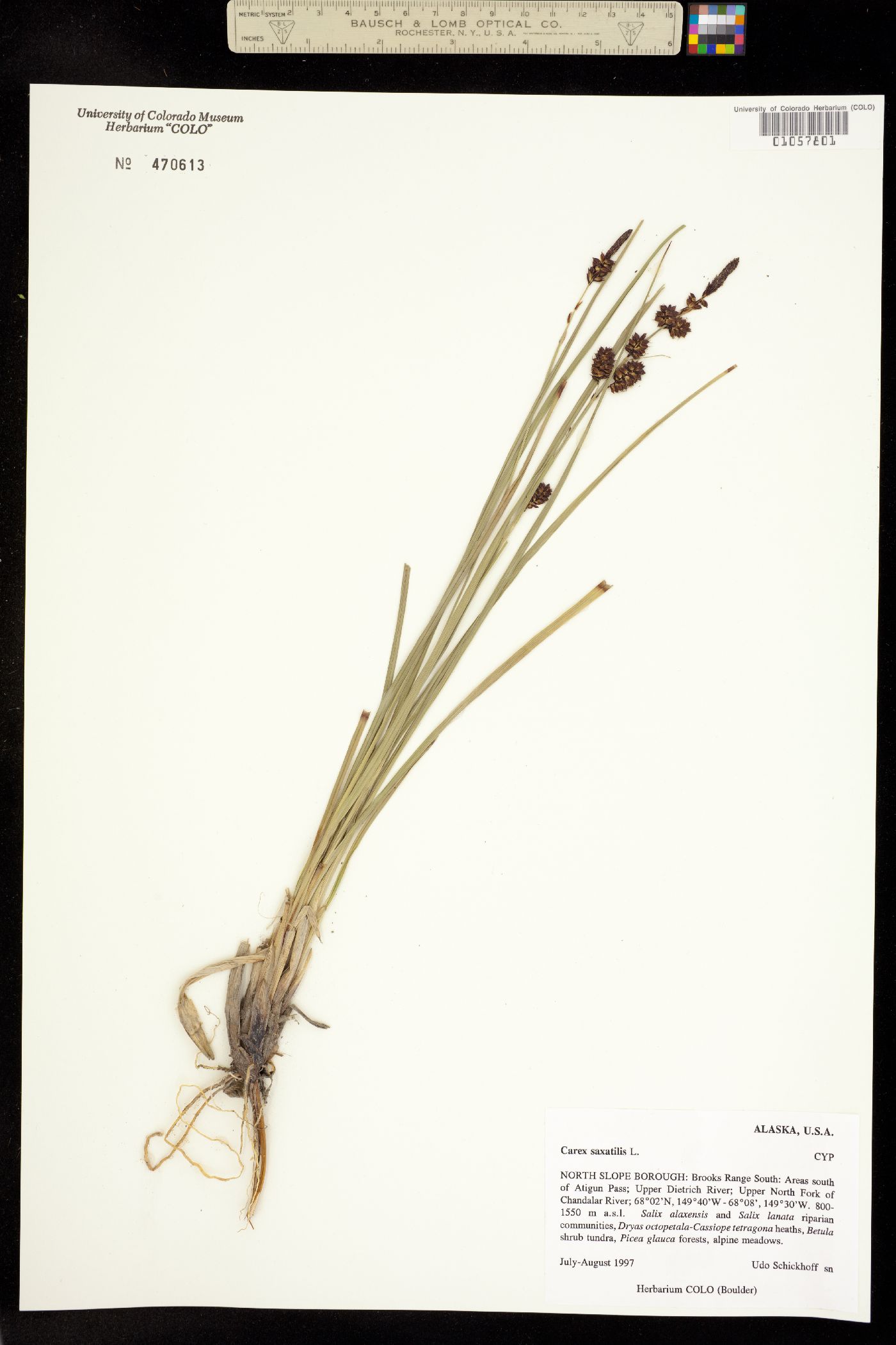 Carex saxatilis image