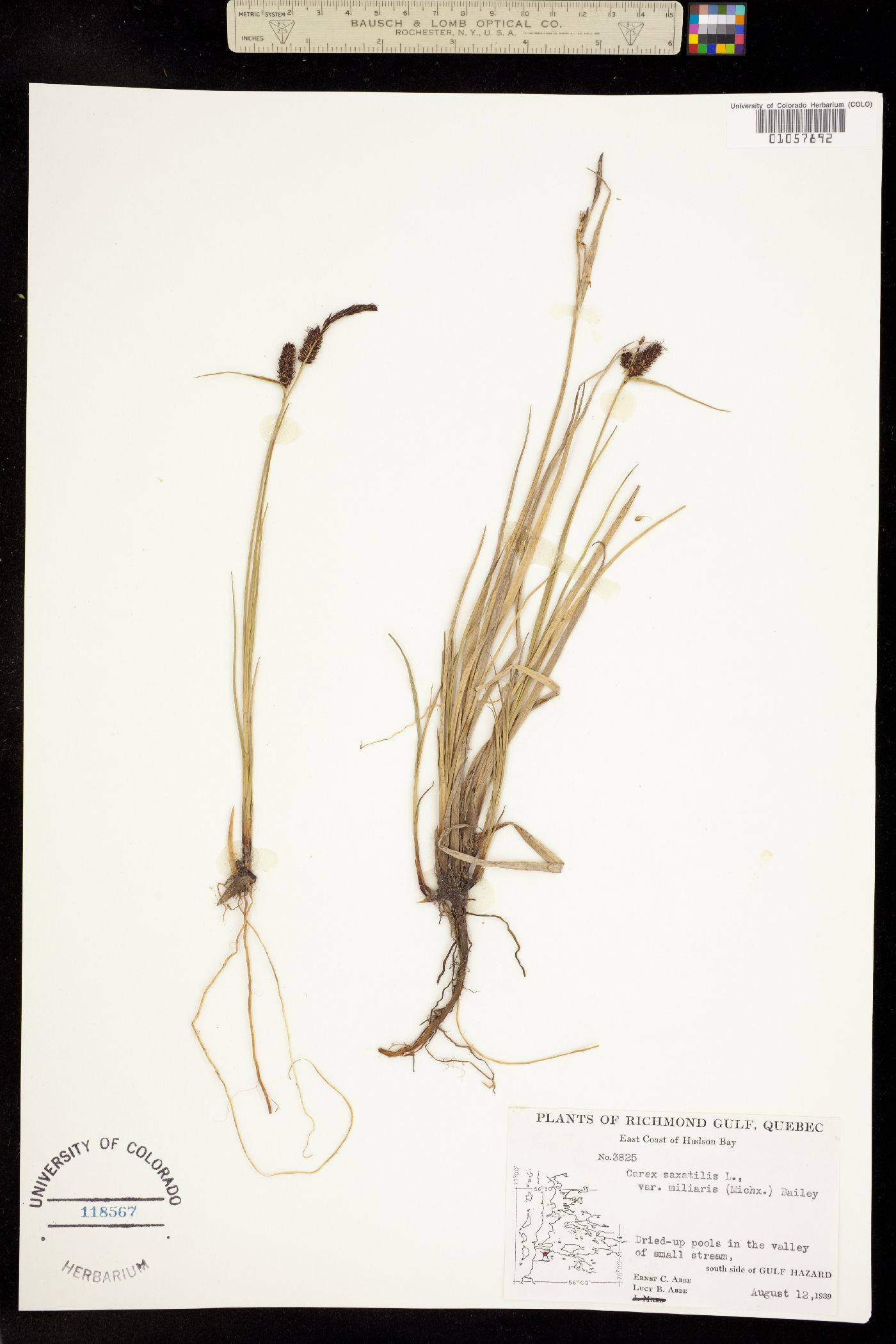 Carex saxatilis image