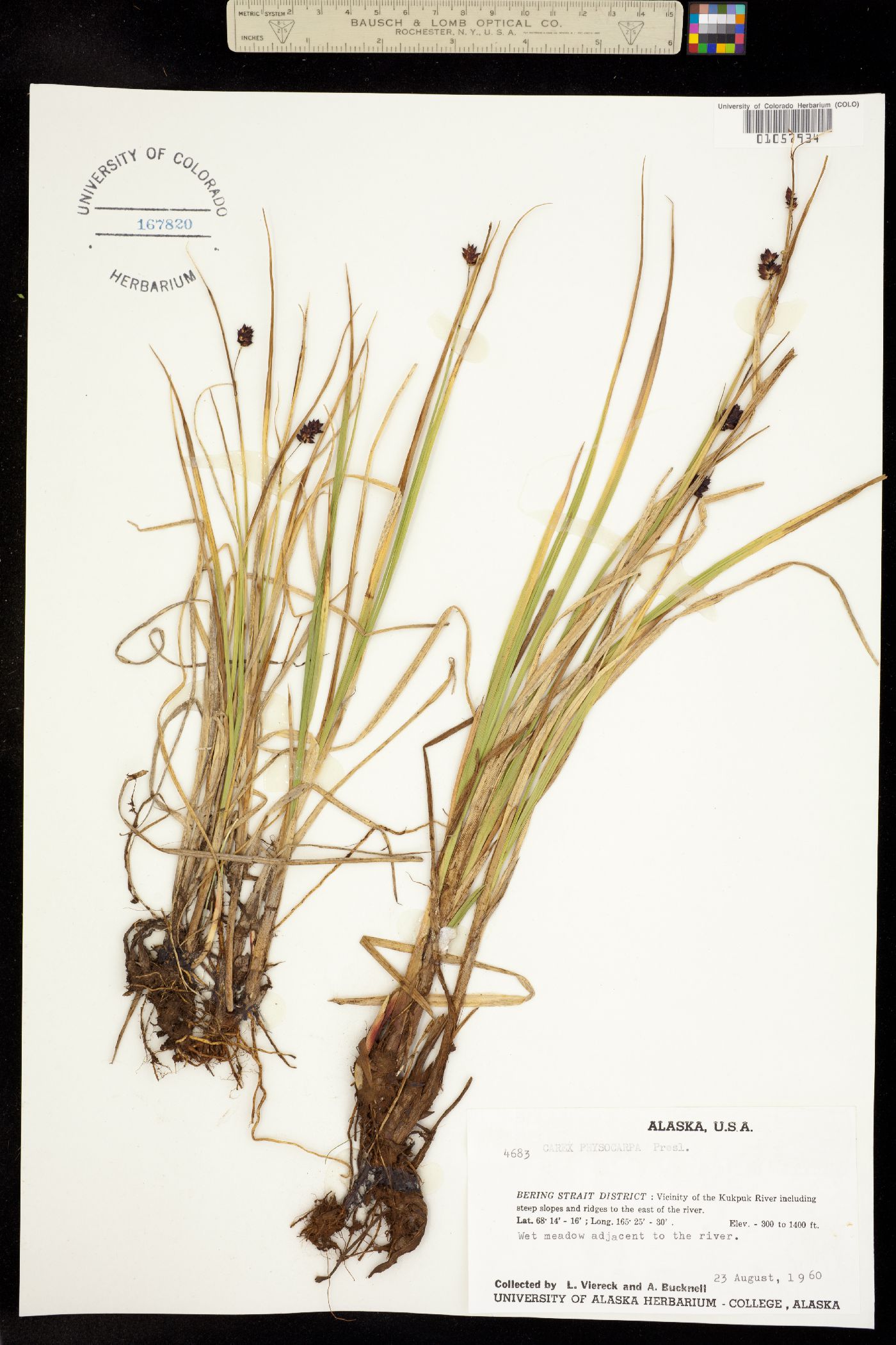 Carex saxatilis image
