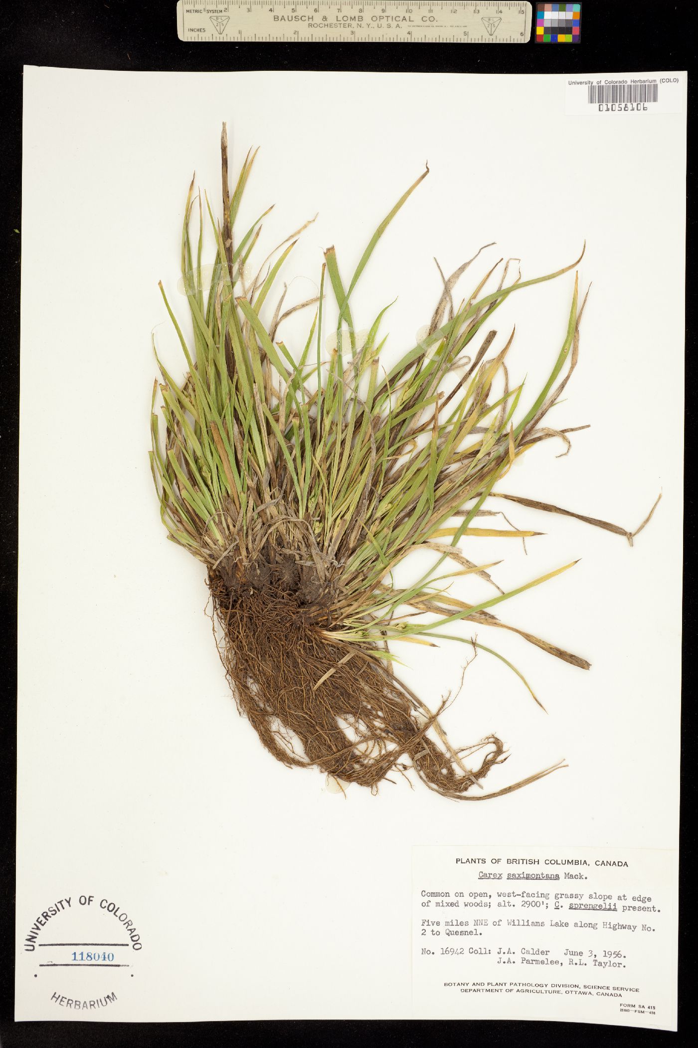 Carex saximontana image