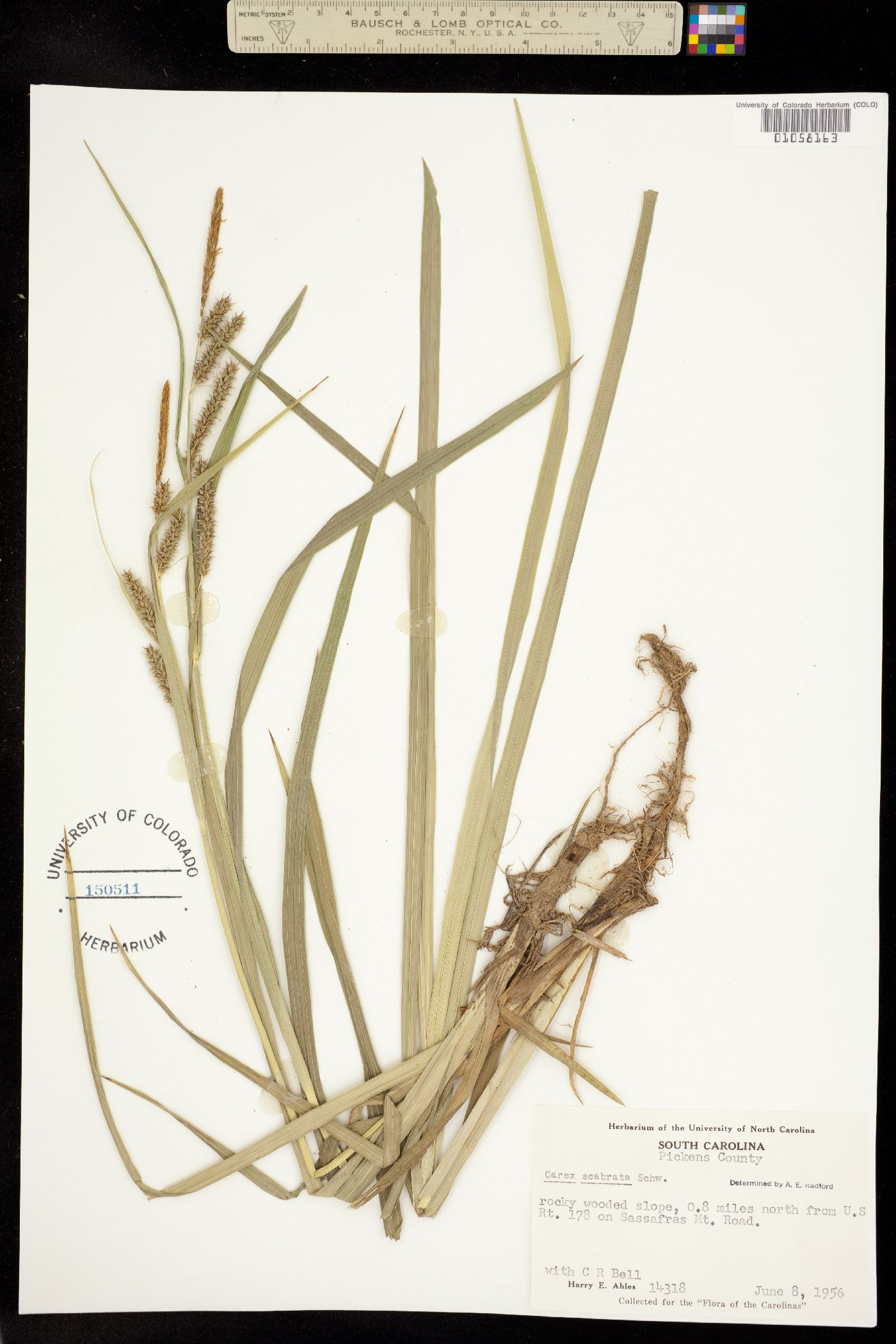 Carex scabrata image