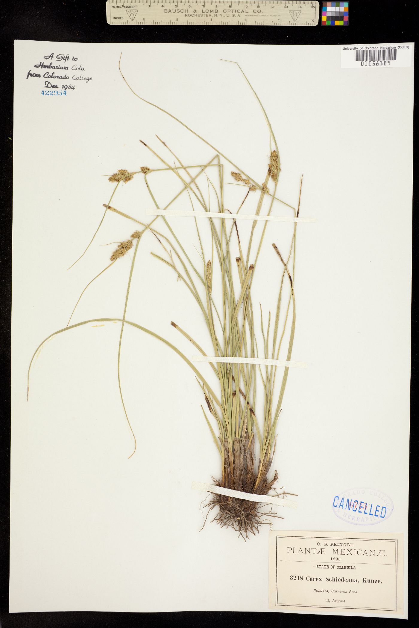 Carex schiedeana image