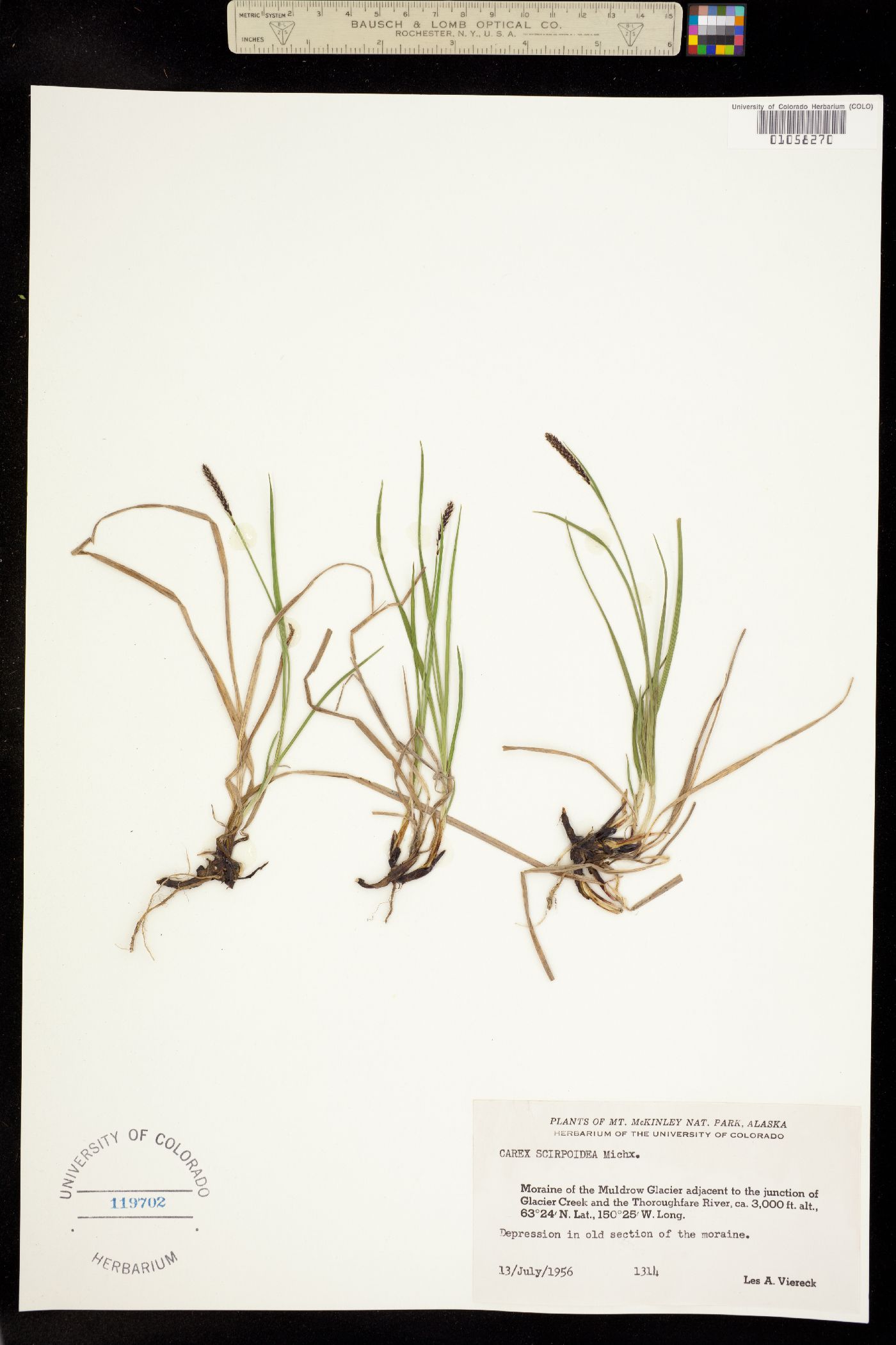 Carex scirpoidea image