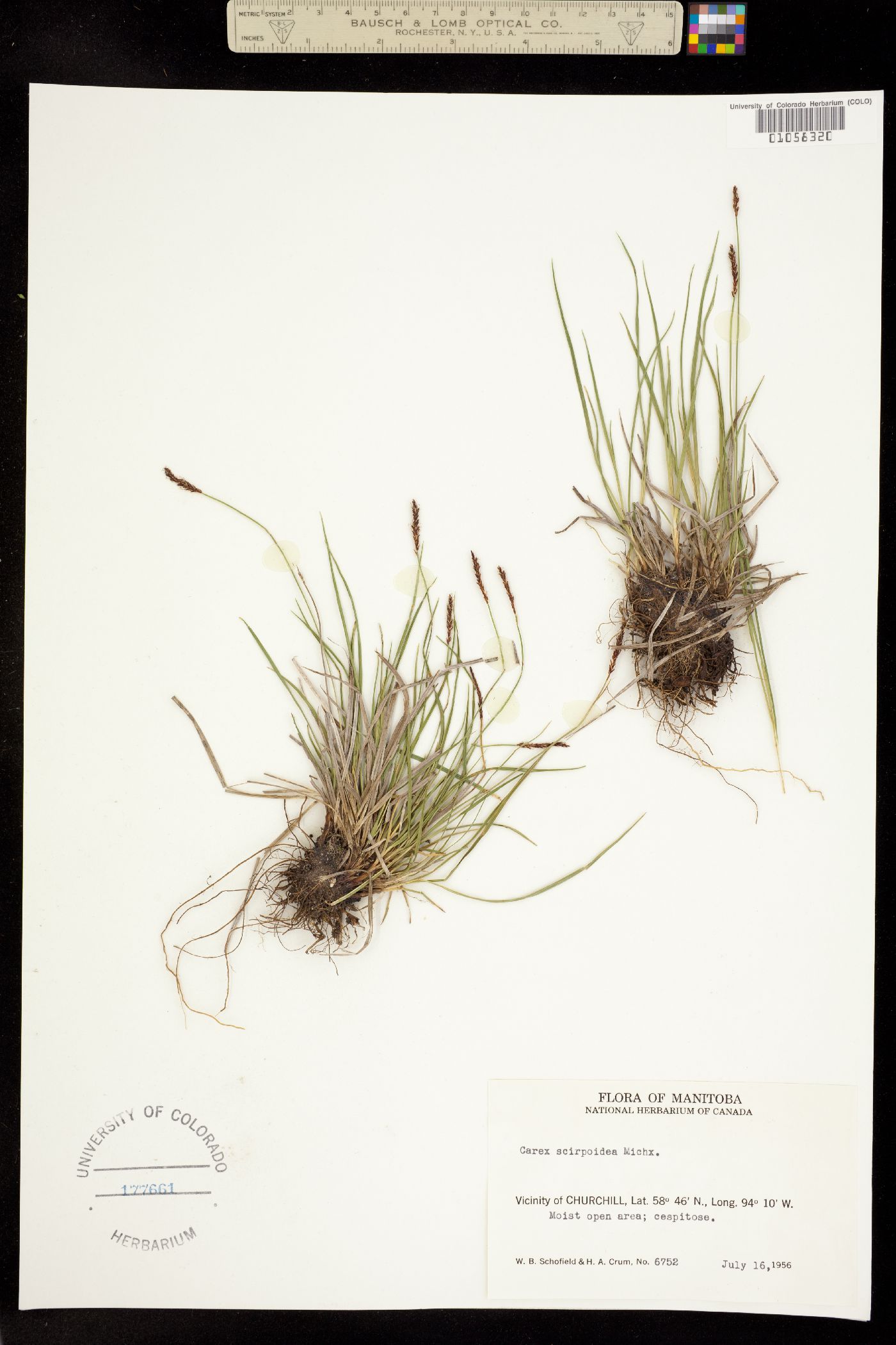 Carex scirpoidea image