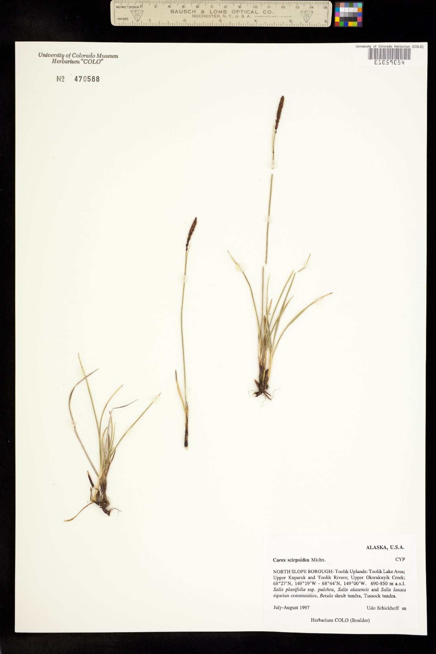 Carex scirpoidea image