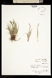 Carex scirpoidea subsp. pseudoscirpoidea image