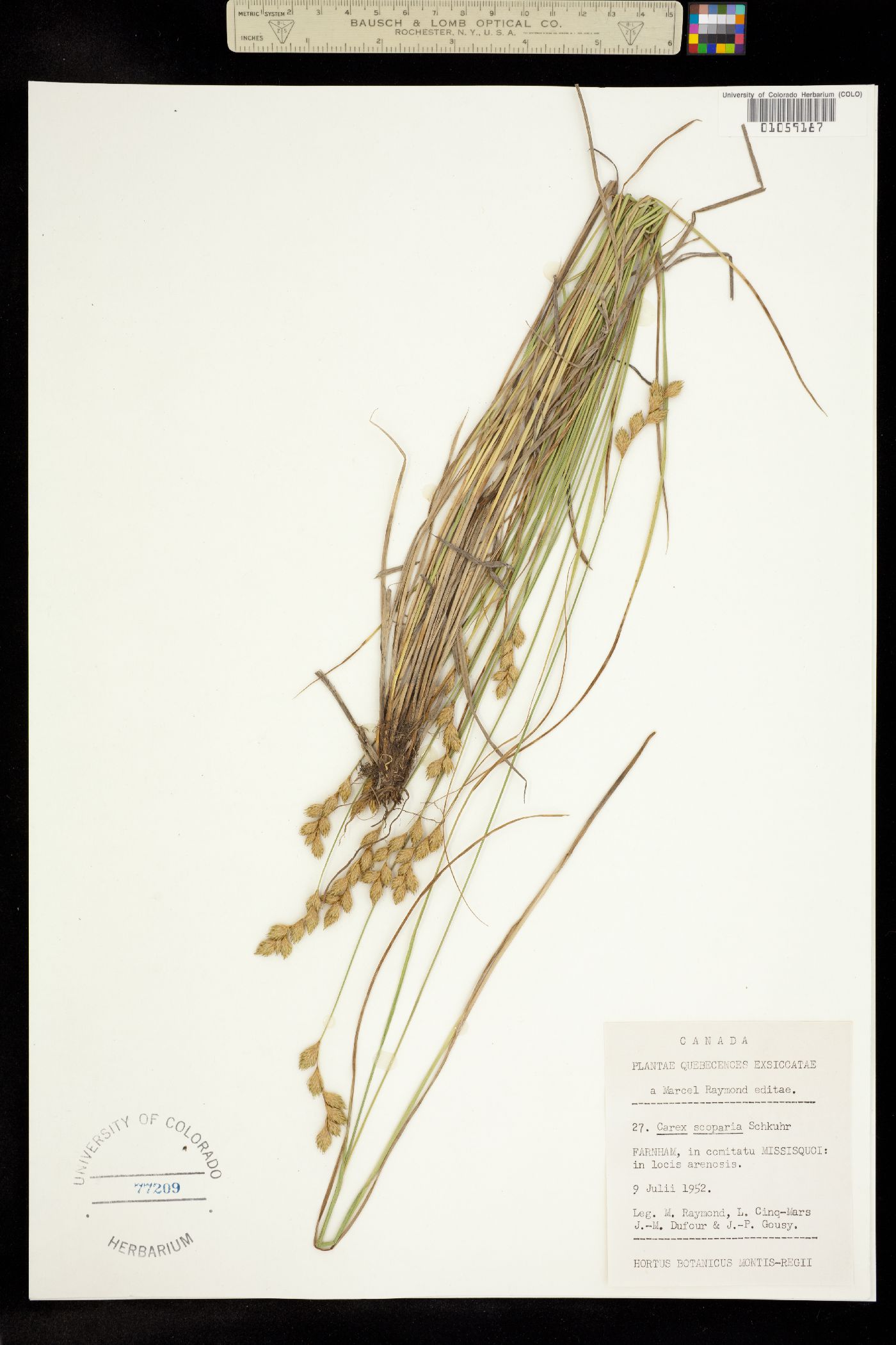 Carex scoparia image