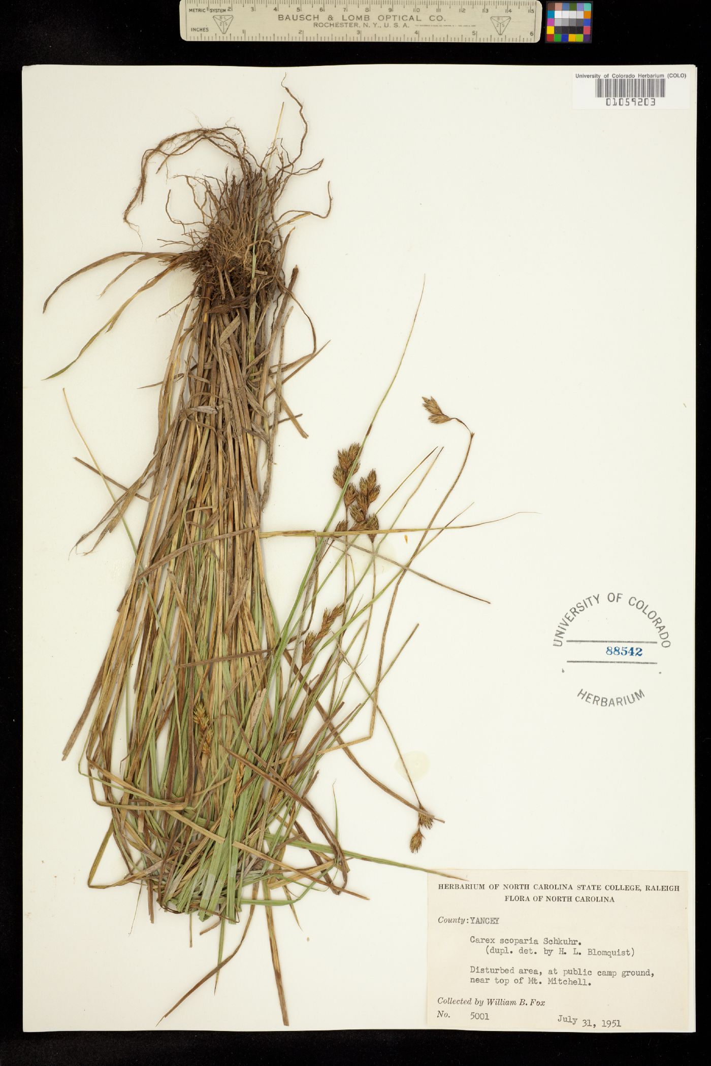 Carex scoparia image