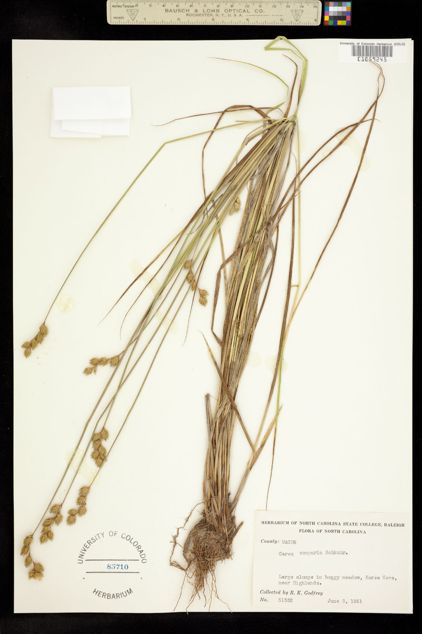 Carex scoparia image