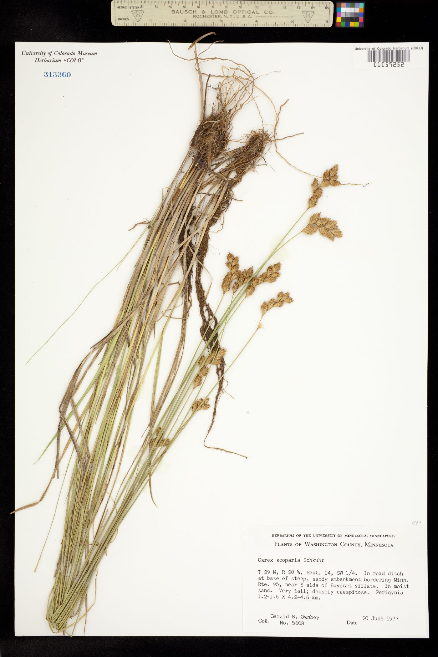 Carex scoparia image