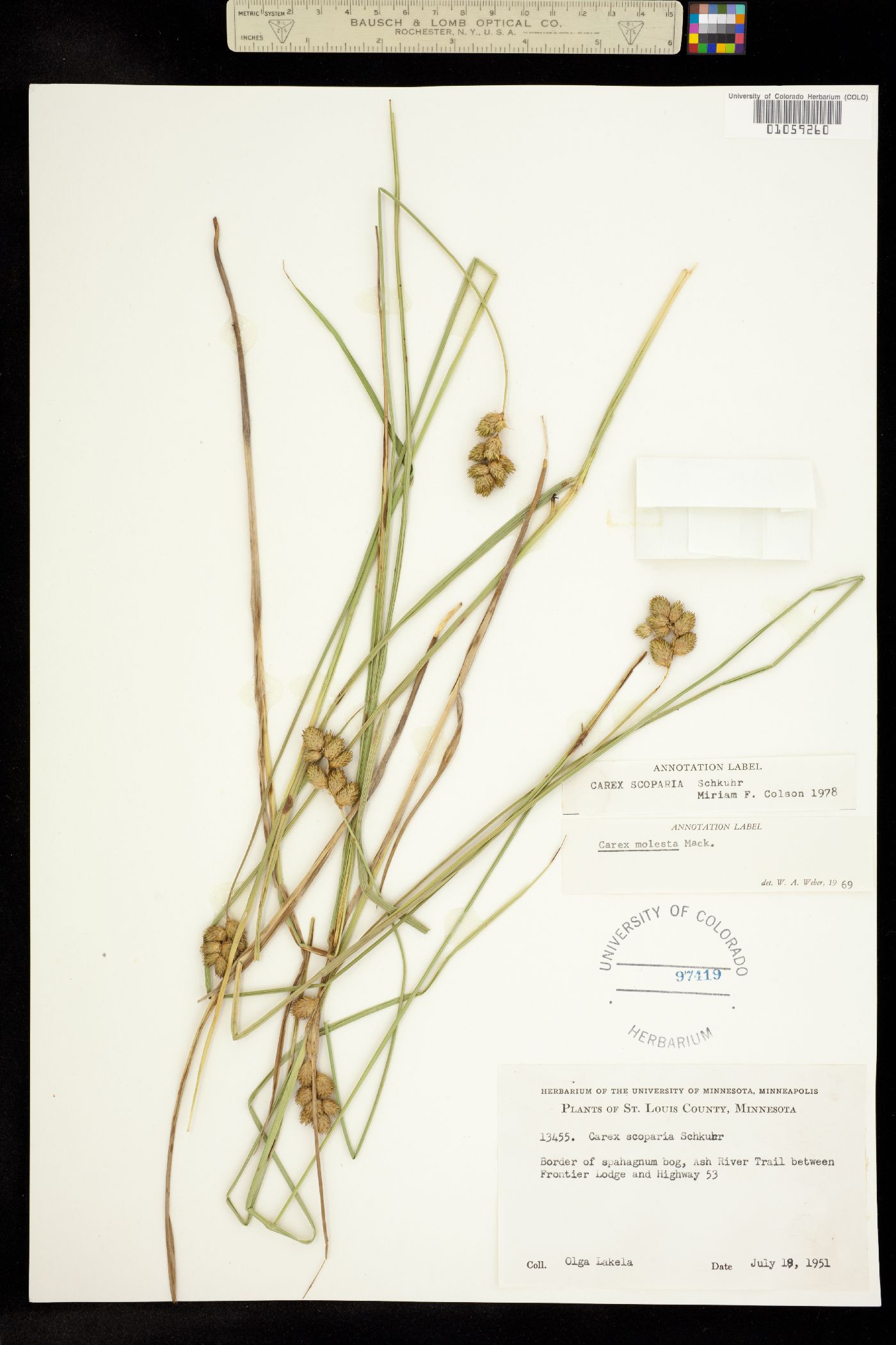 Carex scoparia image