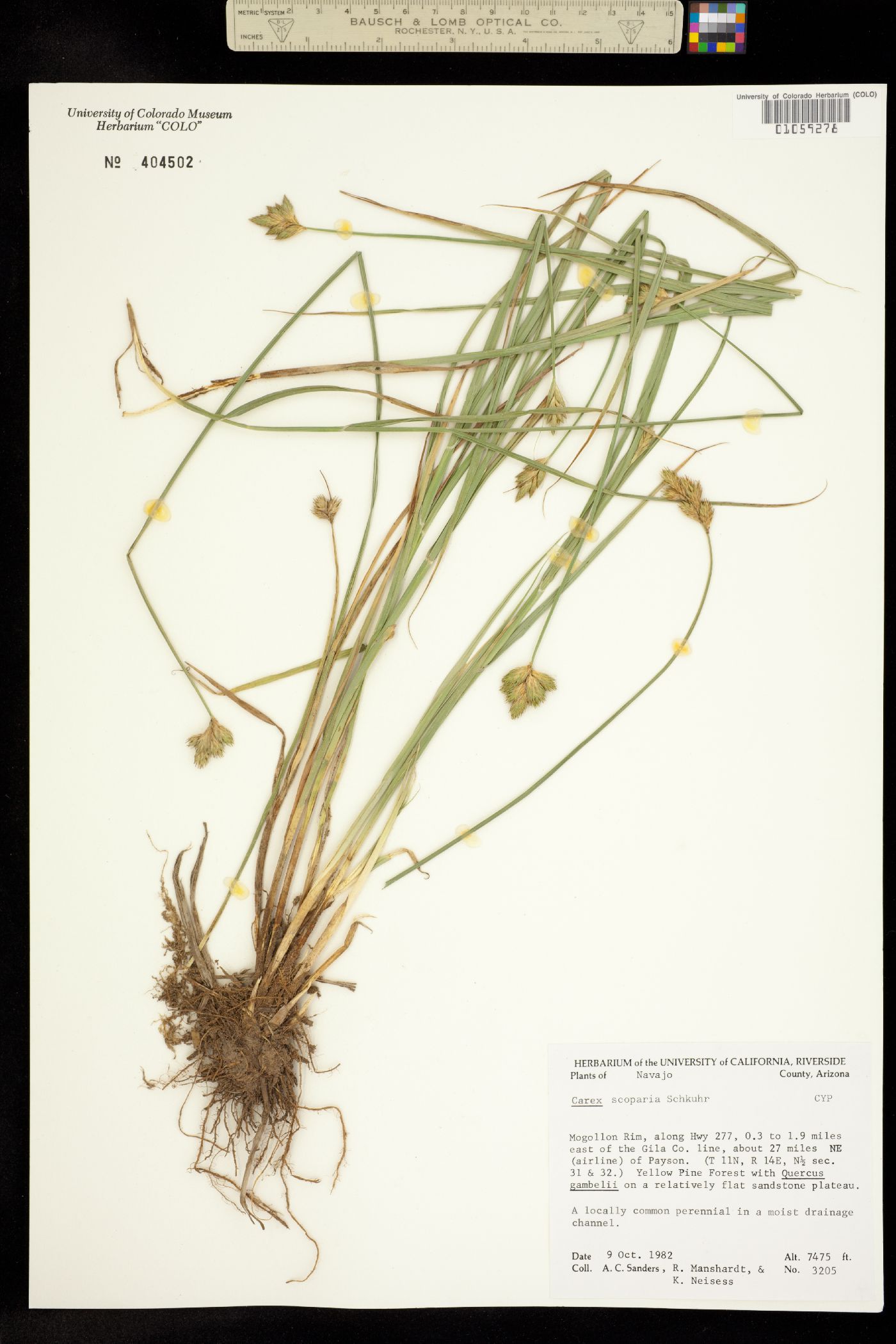 Carex scoparia image