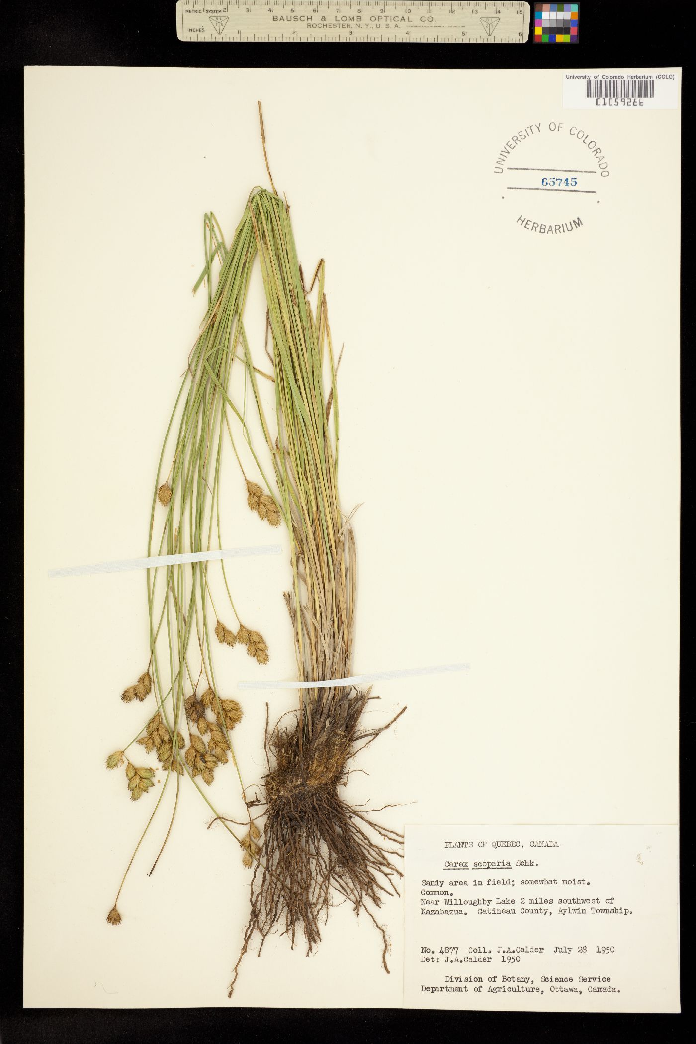 Carex scoparia image