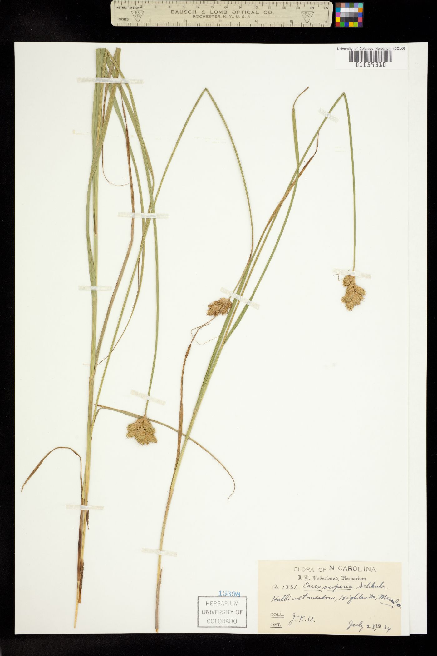 Carex scoparia image