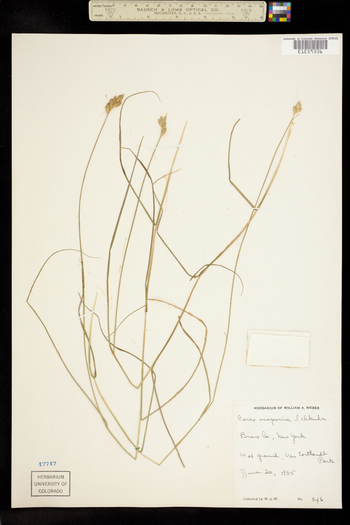 Carex scoparia image