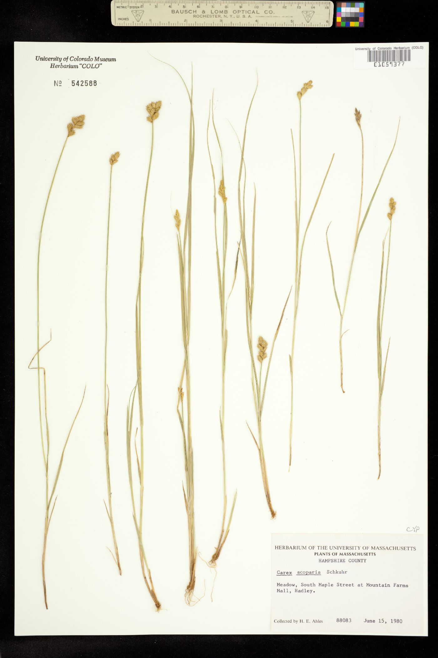 Carex scoparia image