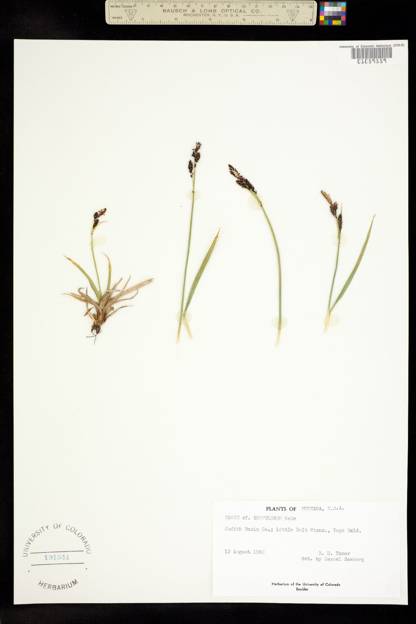 Carex scopulorum image