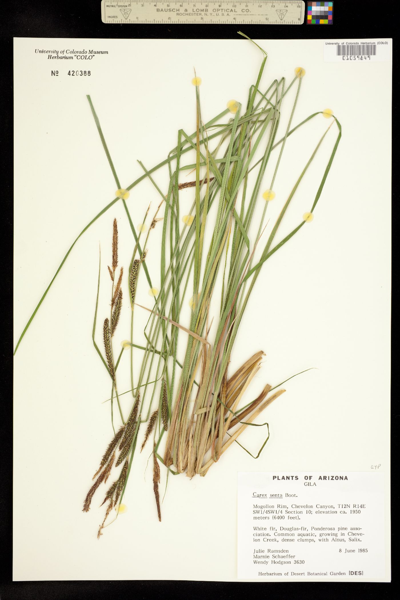 Carex senta image