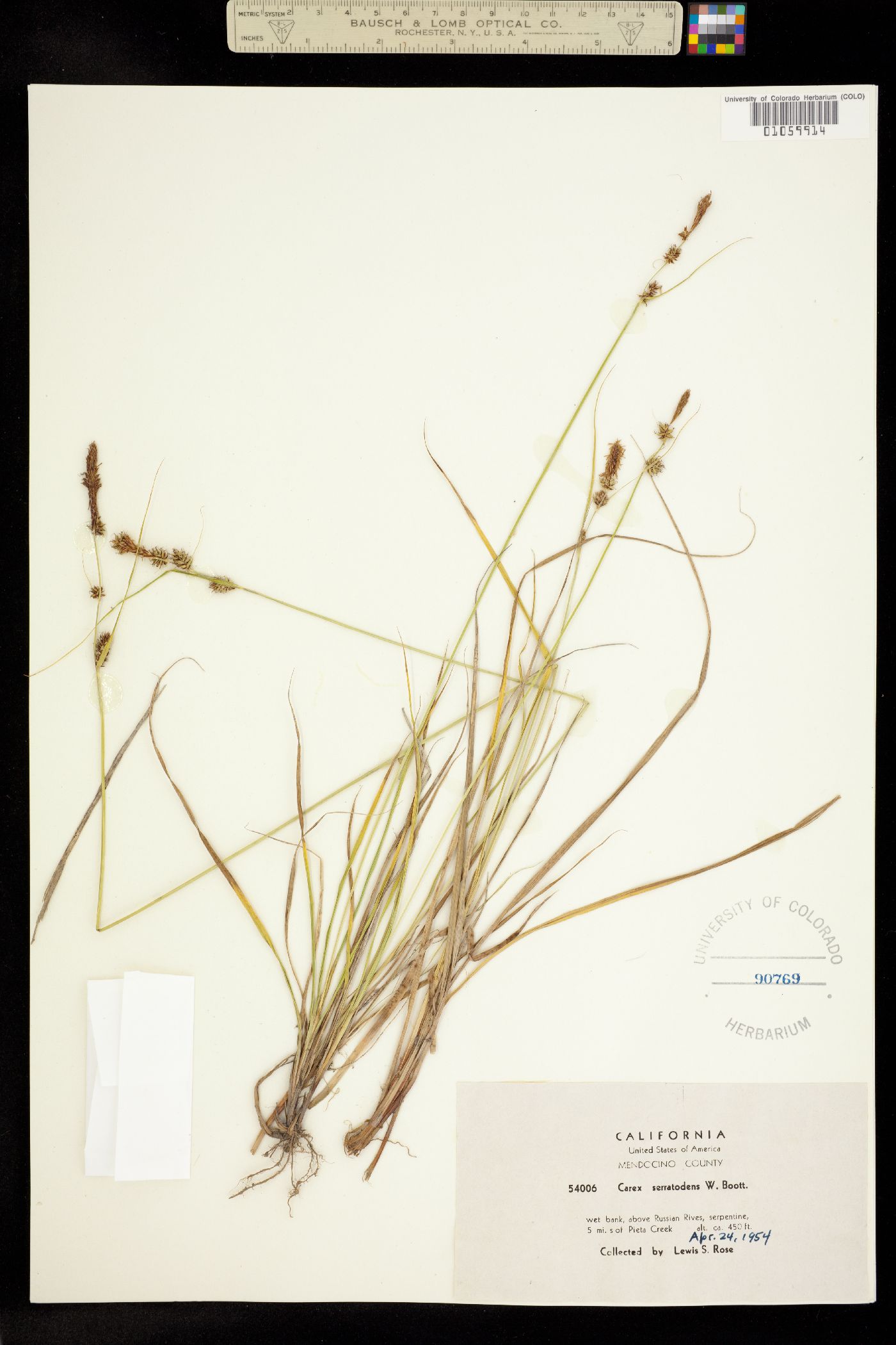 Carex serratodens image