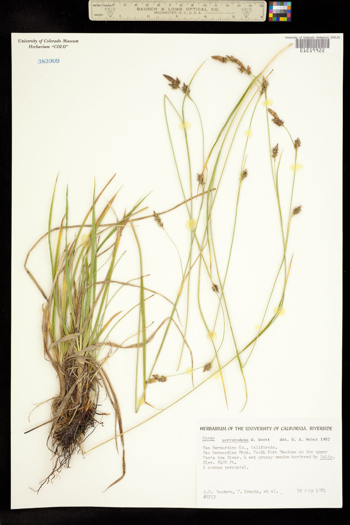 Carex serratodens image