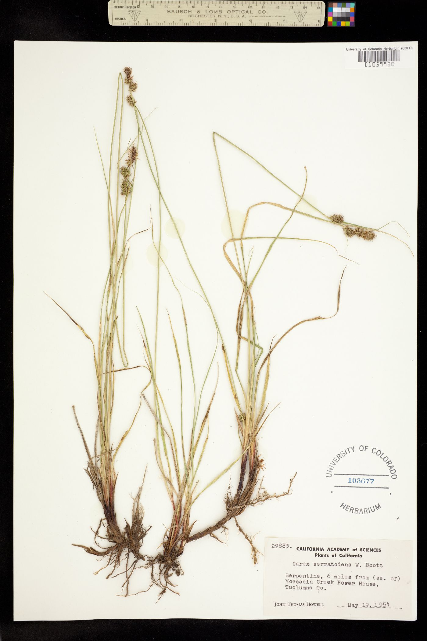 Carex serratodens image